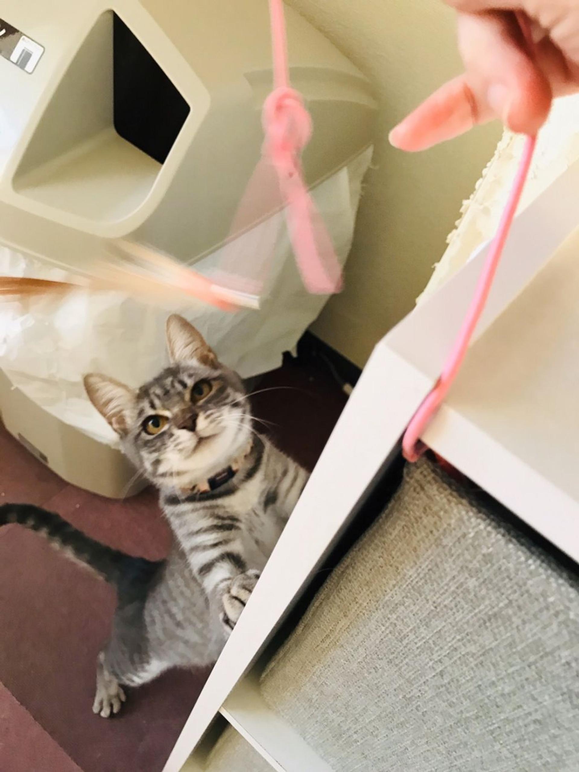pet-image-3