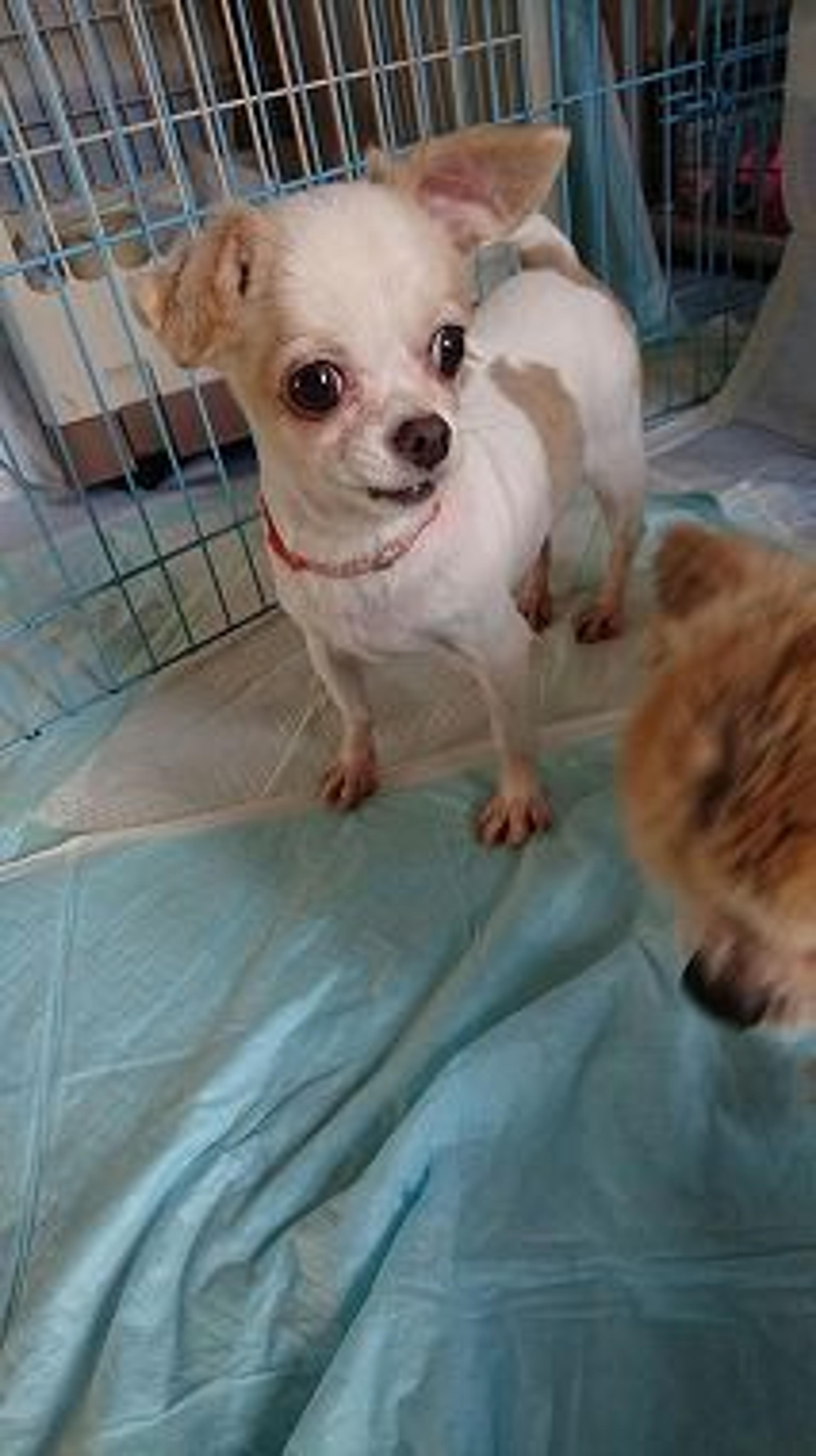 pet-image-3