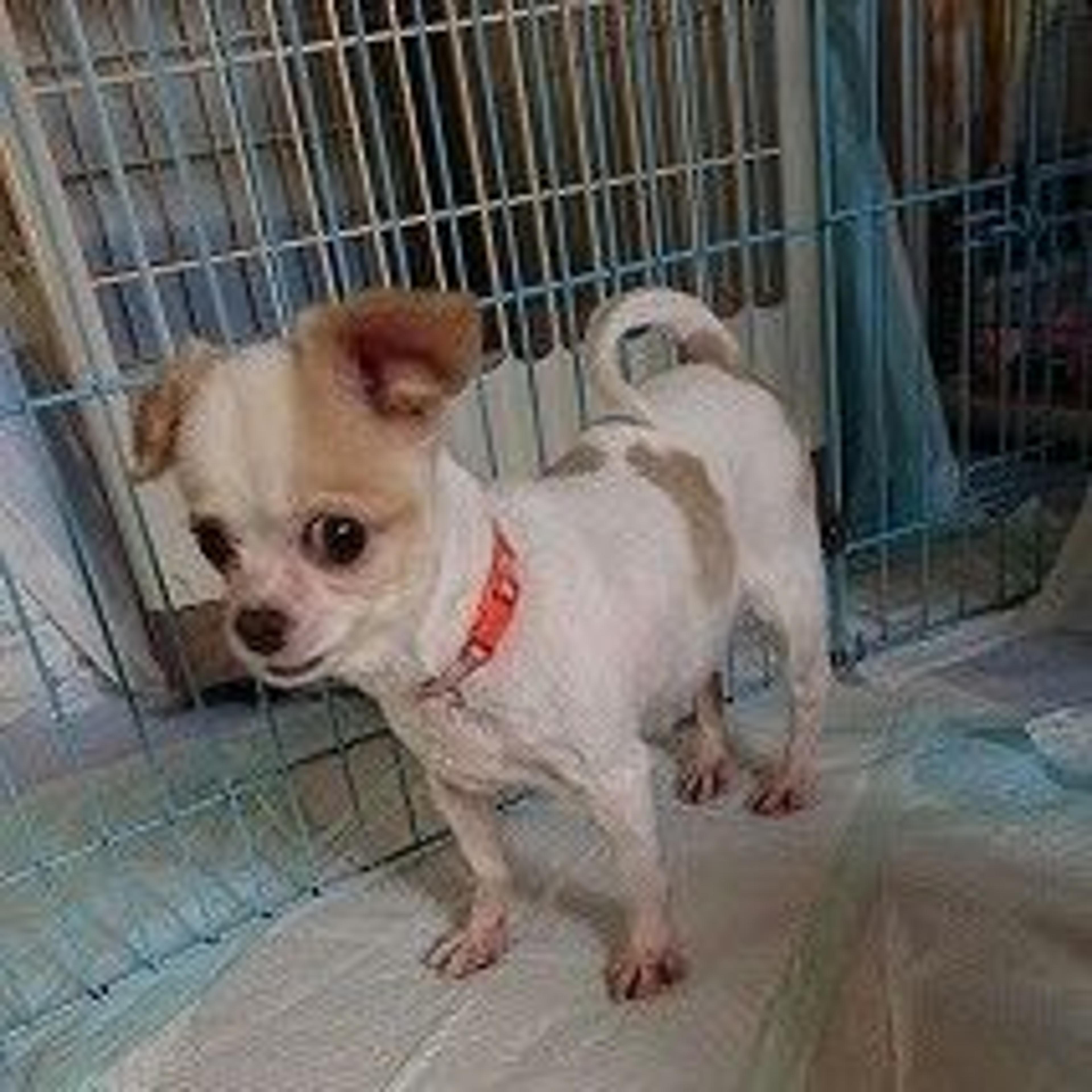pet-image-2