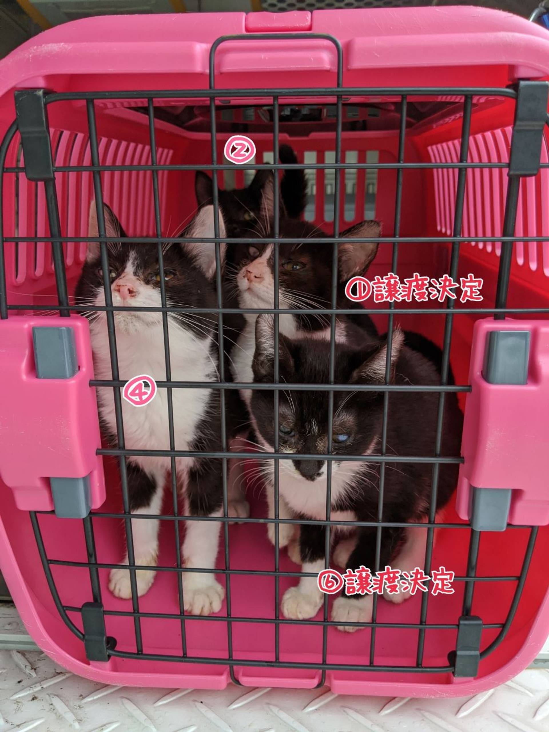 雑種（ミックス猫）・メスの里親募集の写真