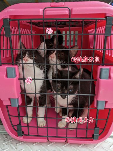 子猫（②④女の子）の写真