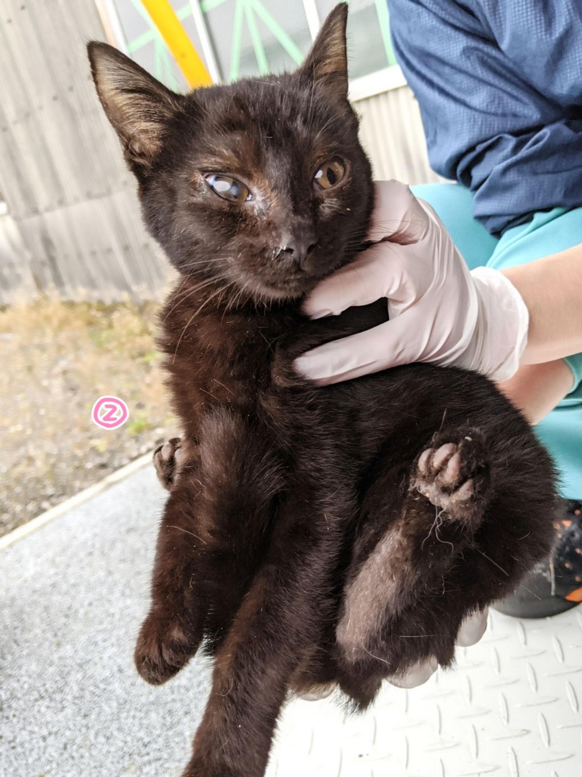 pet-image-2