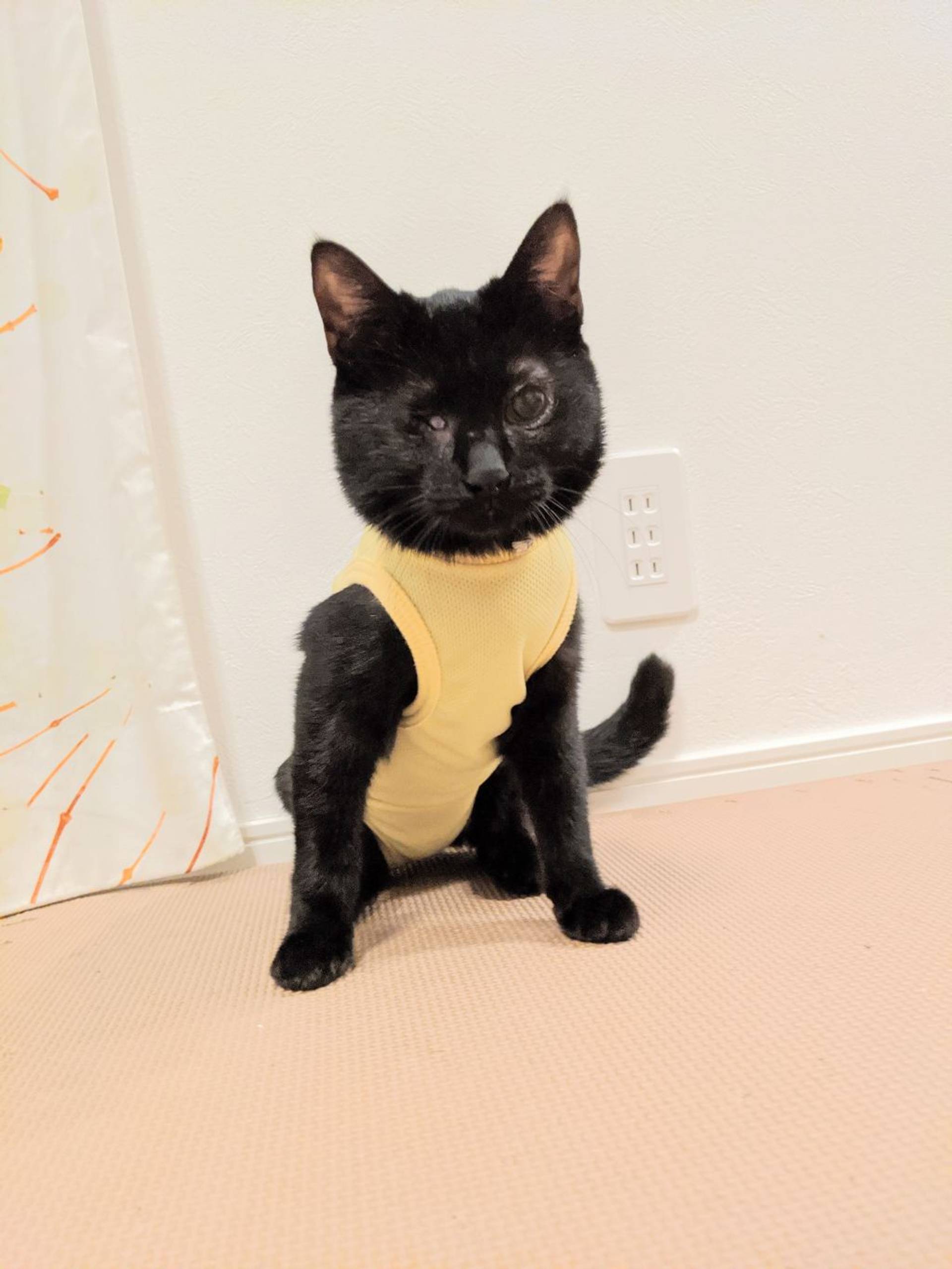 雑種（ミックス猫）・メスの里親募集の写真