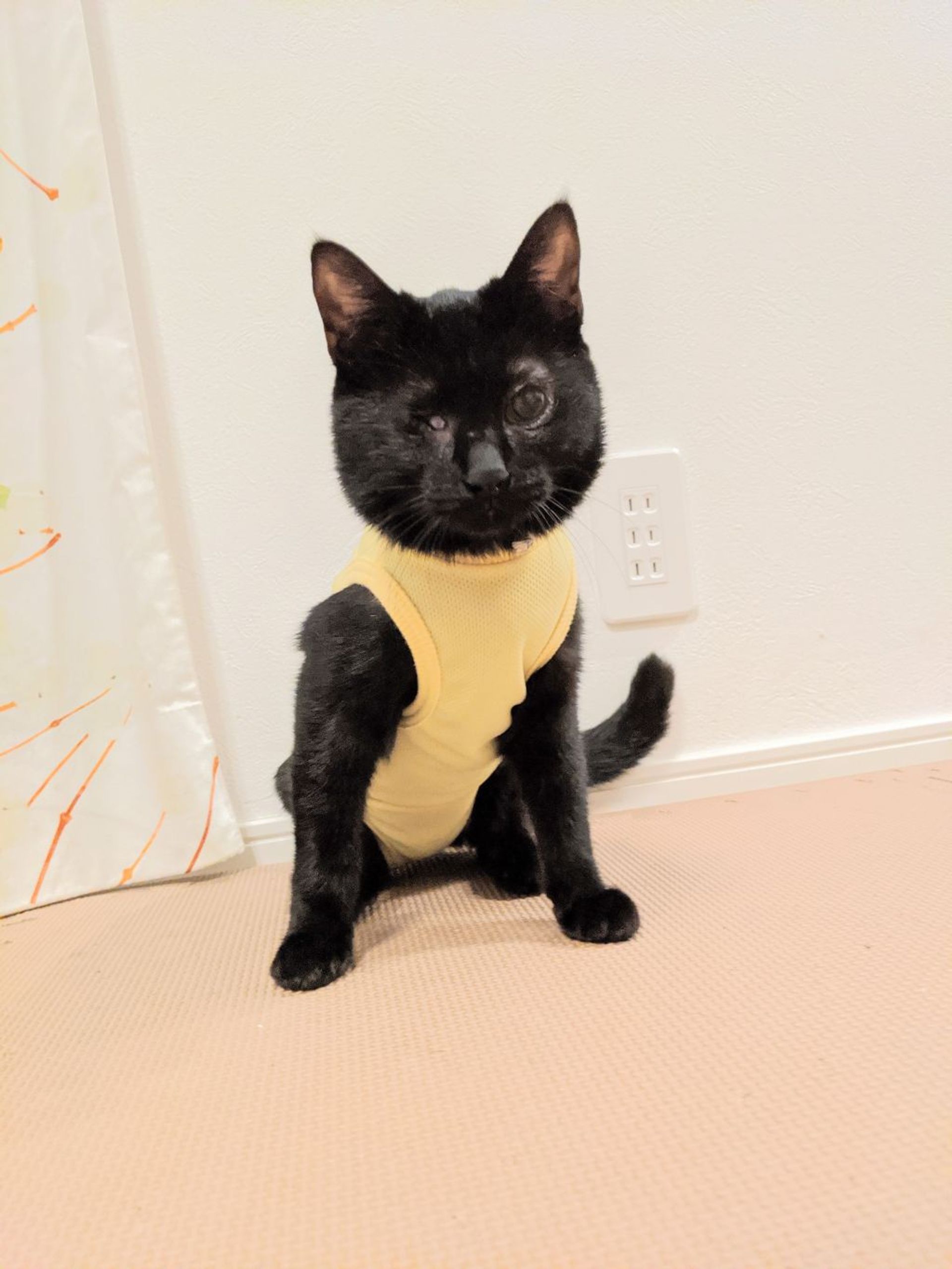 雑種（ミックス猫）・メスの里親募集の写真
