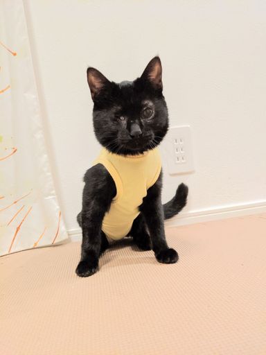 ひじき
