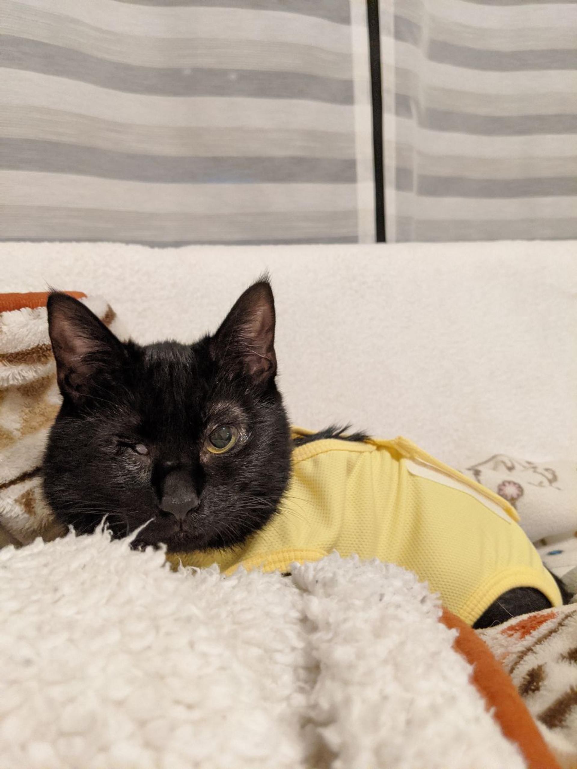 pet-image-3