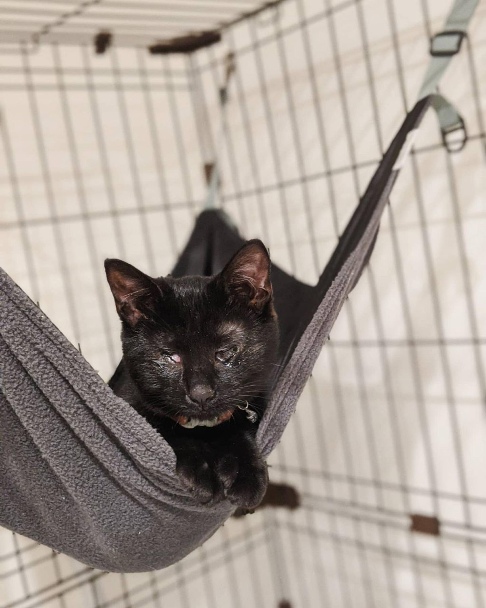 pet-image-5