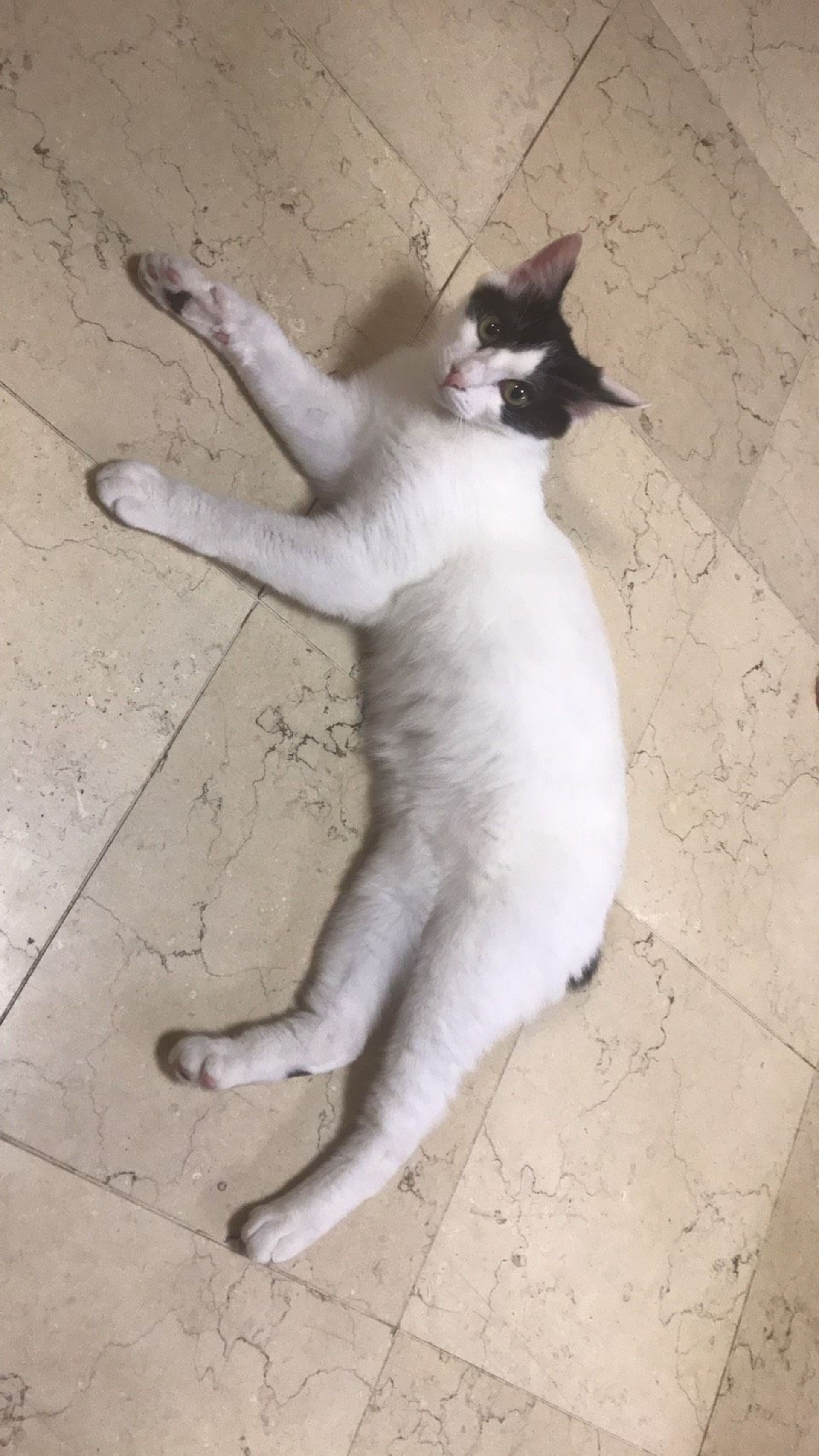 雑種（ミックス猫）・オスの里親募集の写真