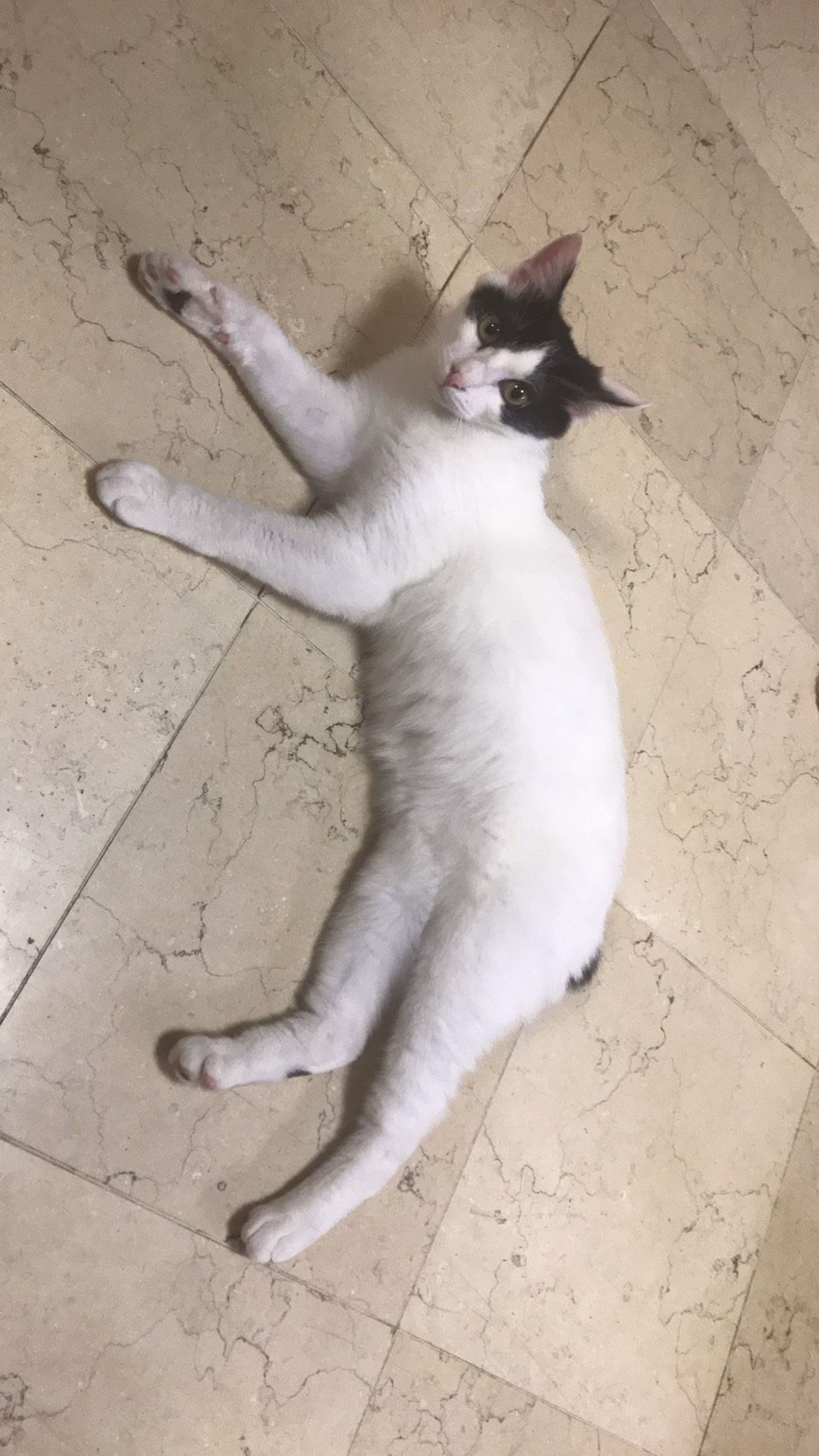雑種（ミックス猫）・オスの里親募集の写真