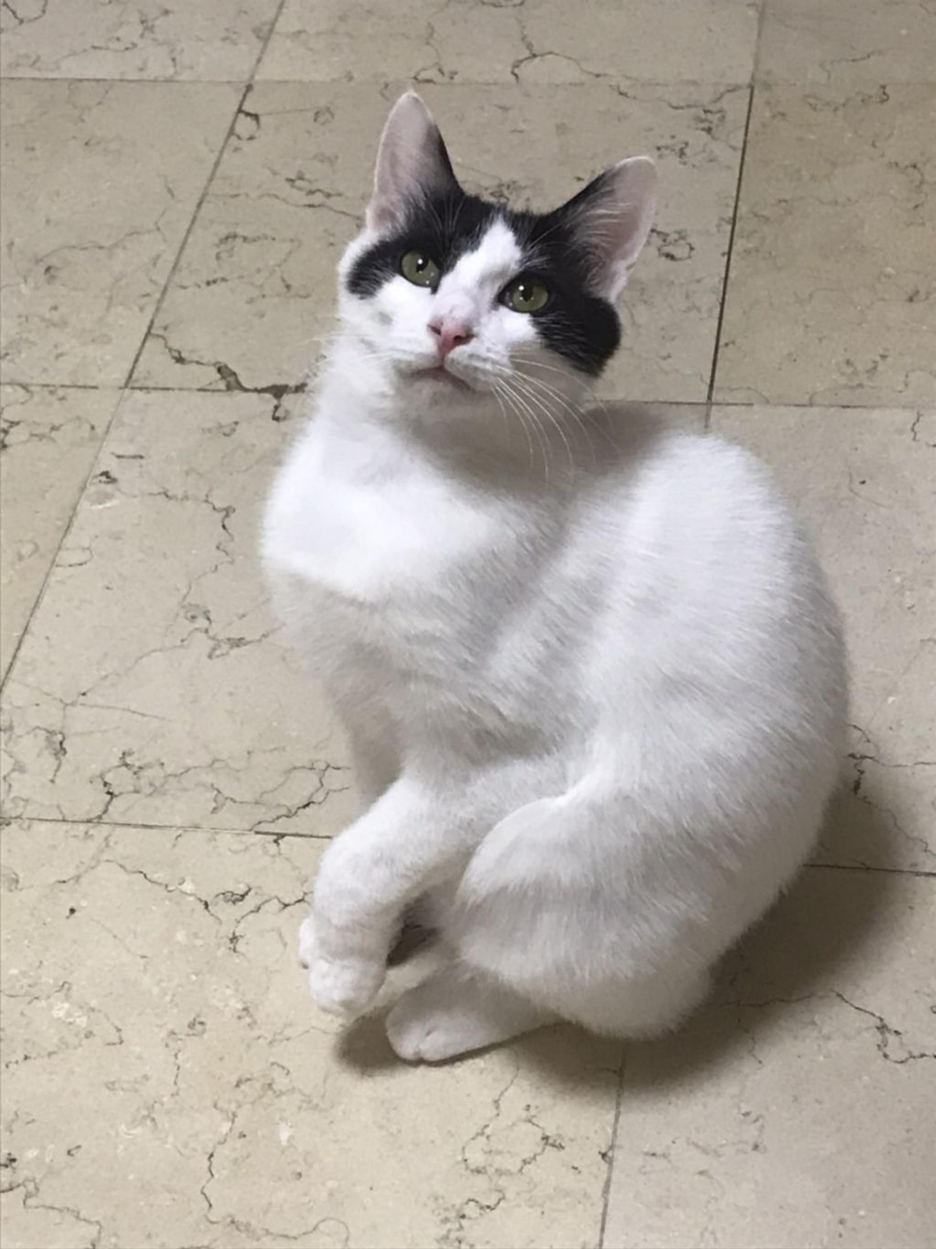 pet-image-2