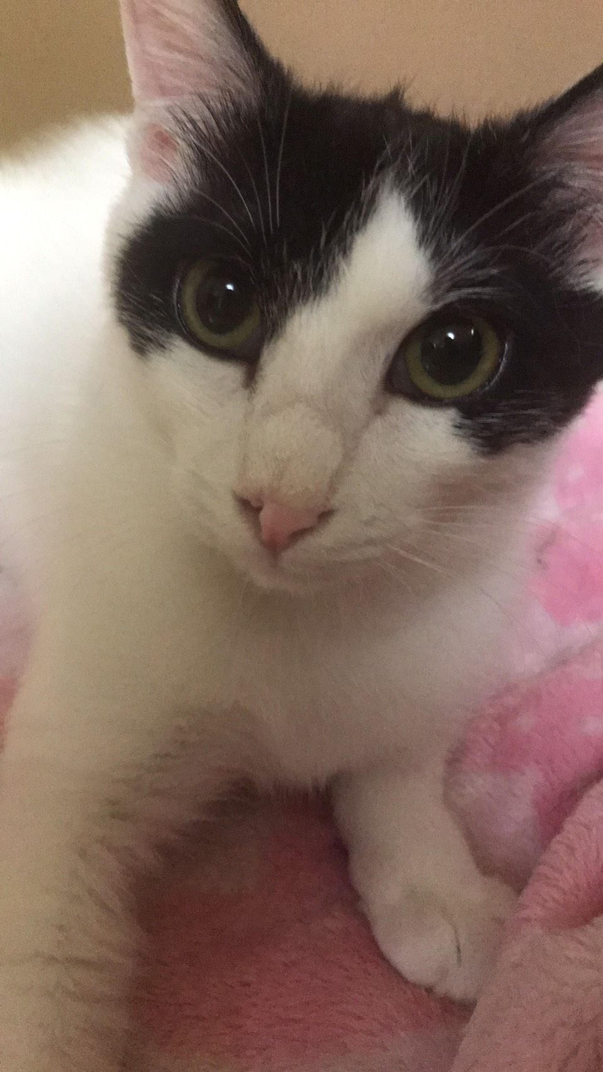 pet-image-3