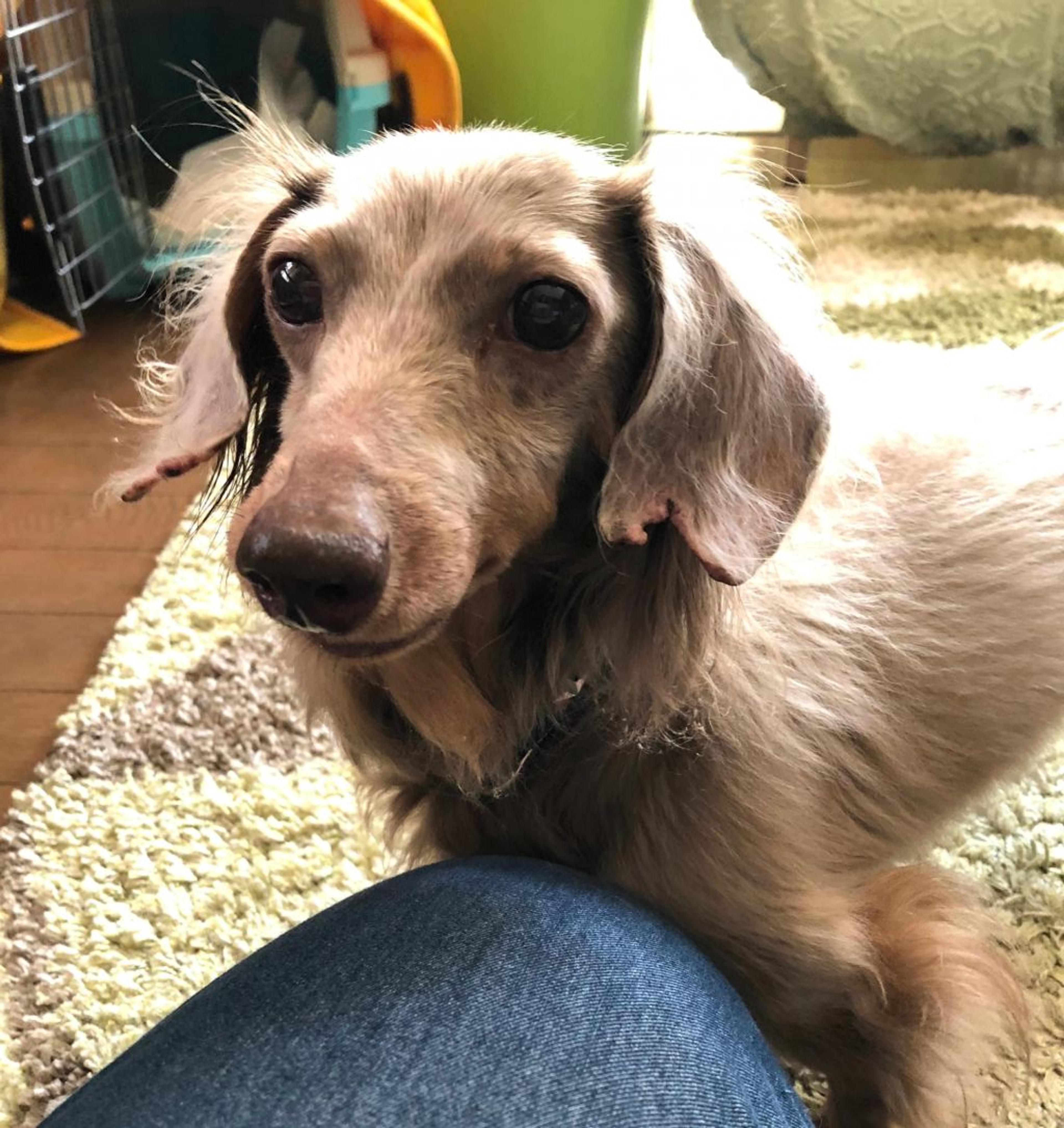 pet-image-2