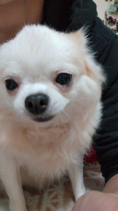 よこちゃんの写真