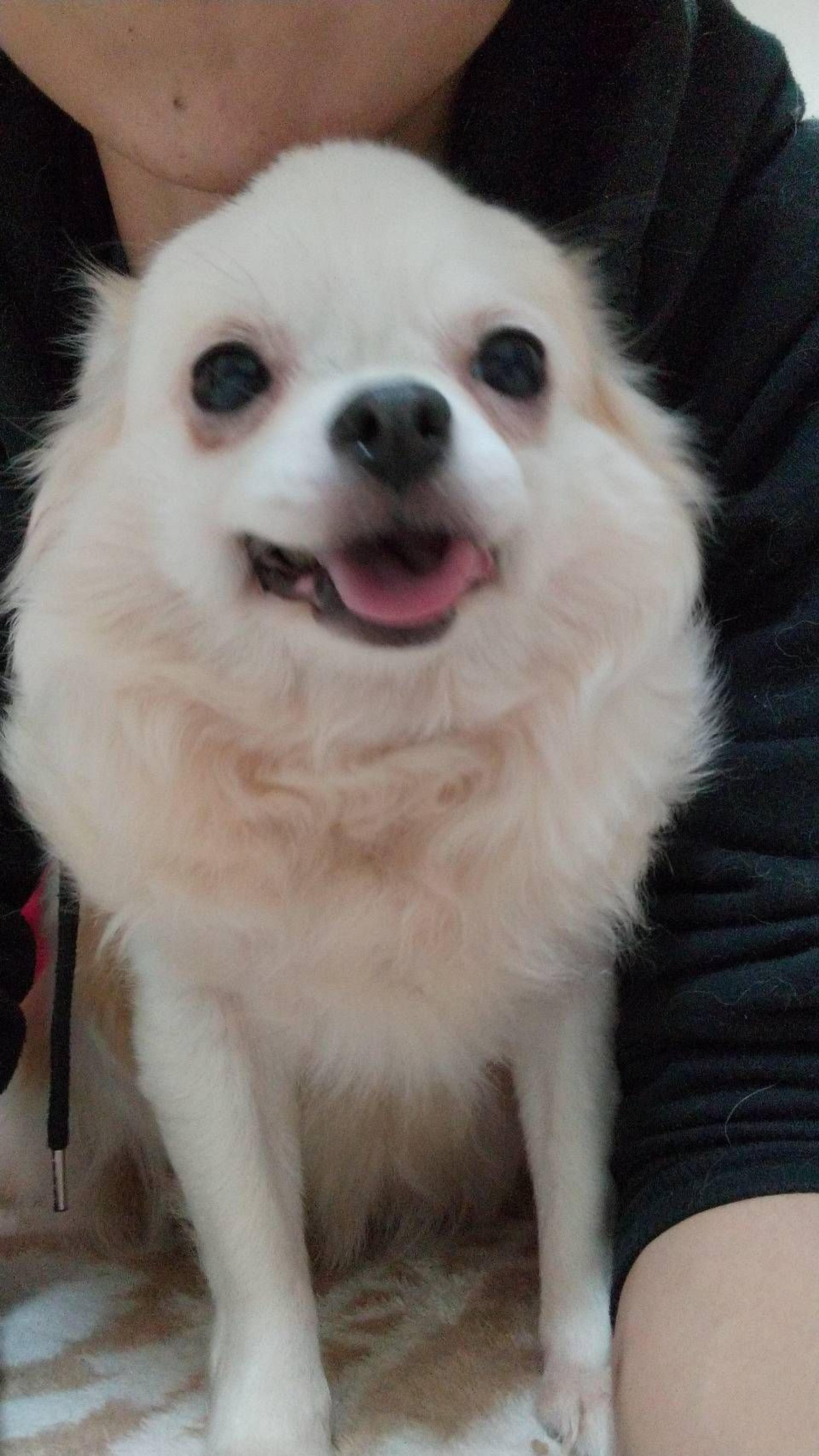 pet-image-3