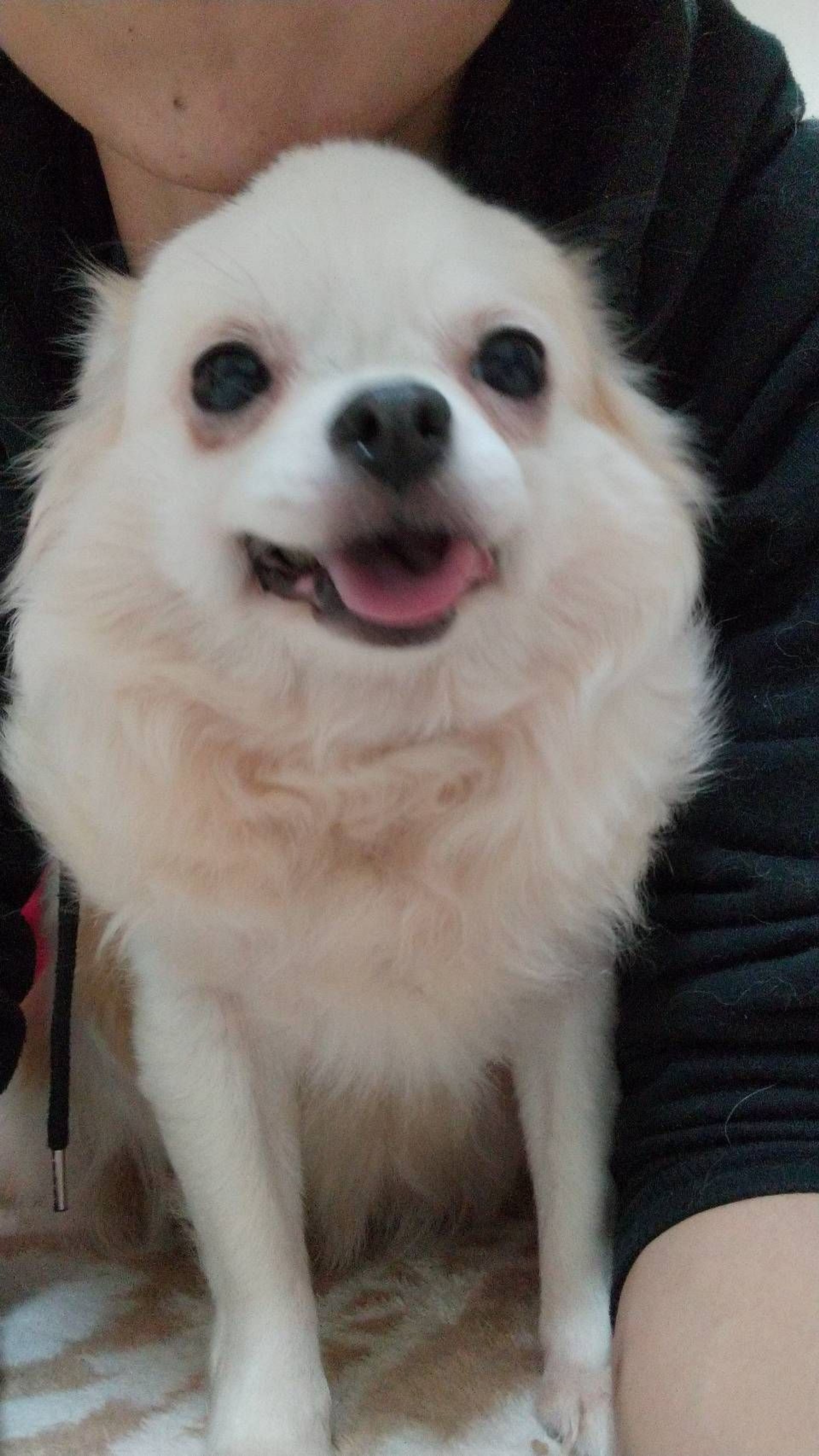 pet-image-3
