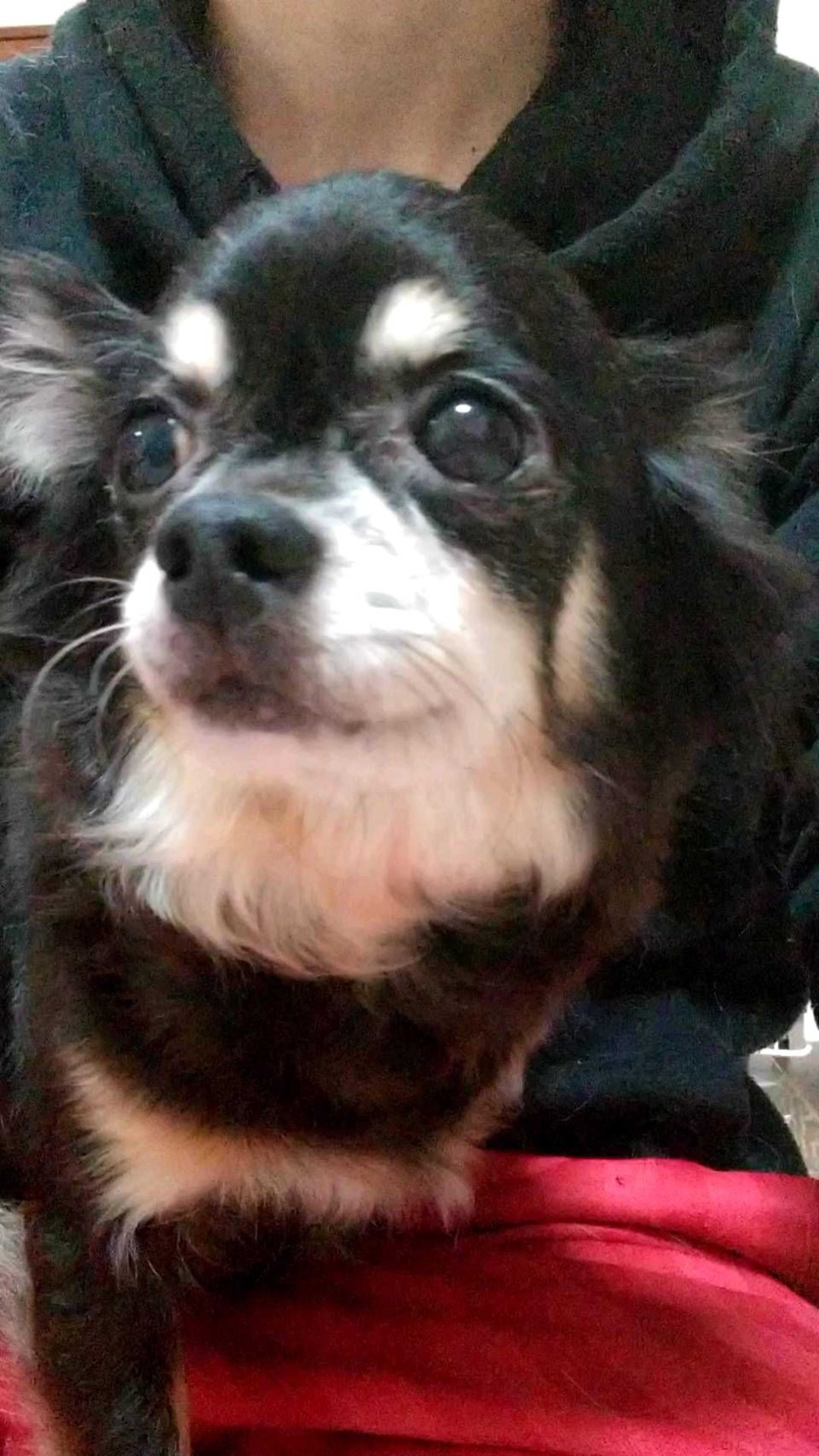 pet-image-3