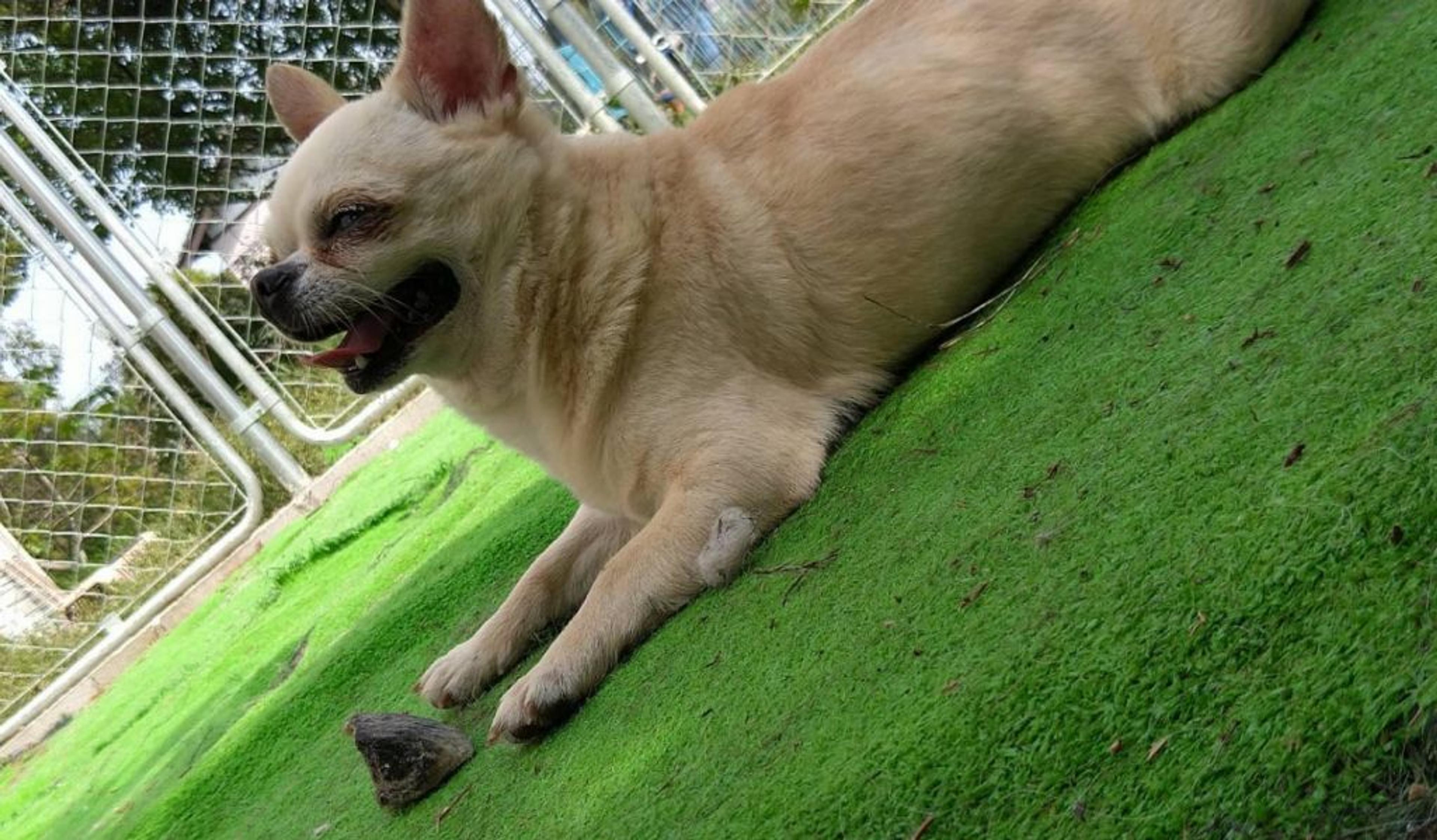 pet-image-2