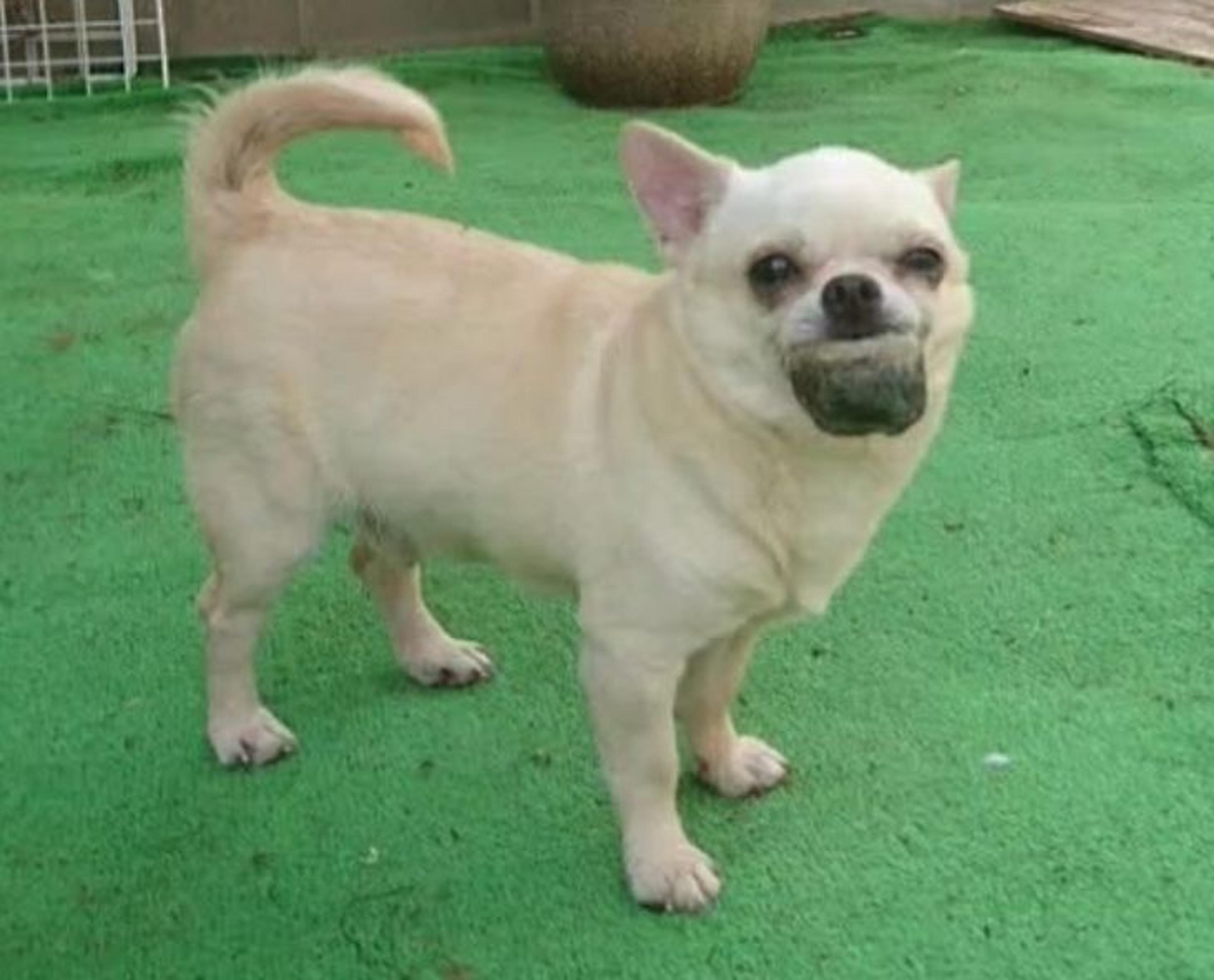pet-image-3
