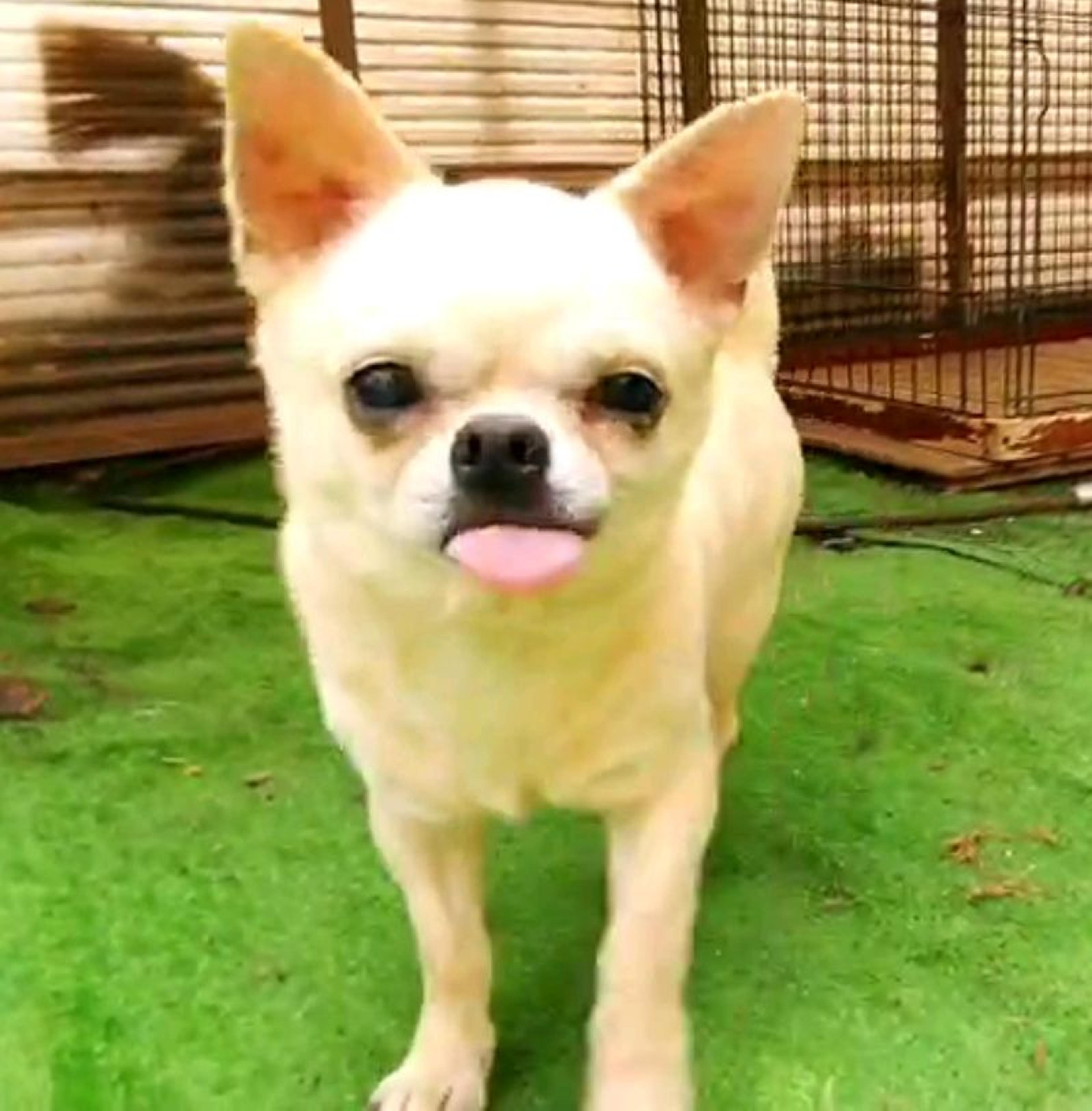 pet-image-4