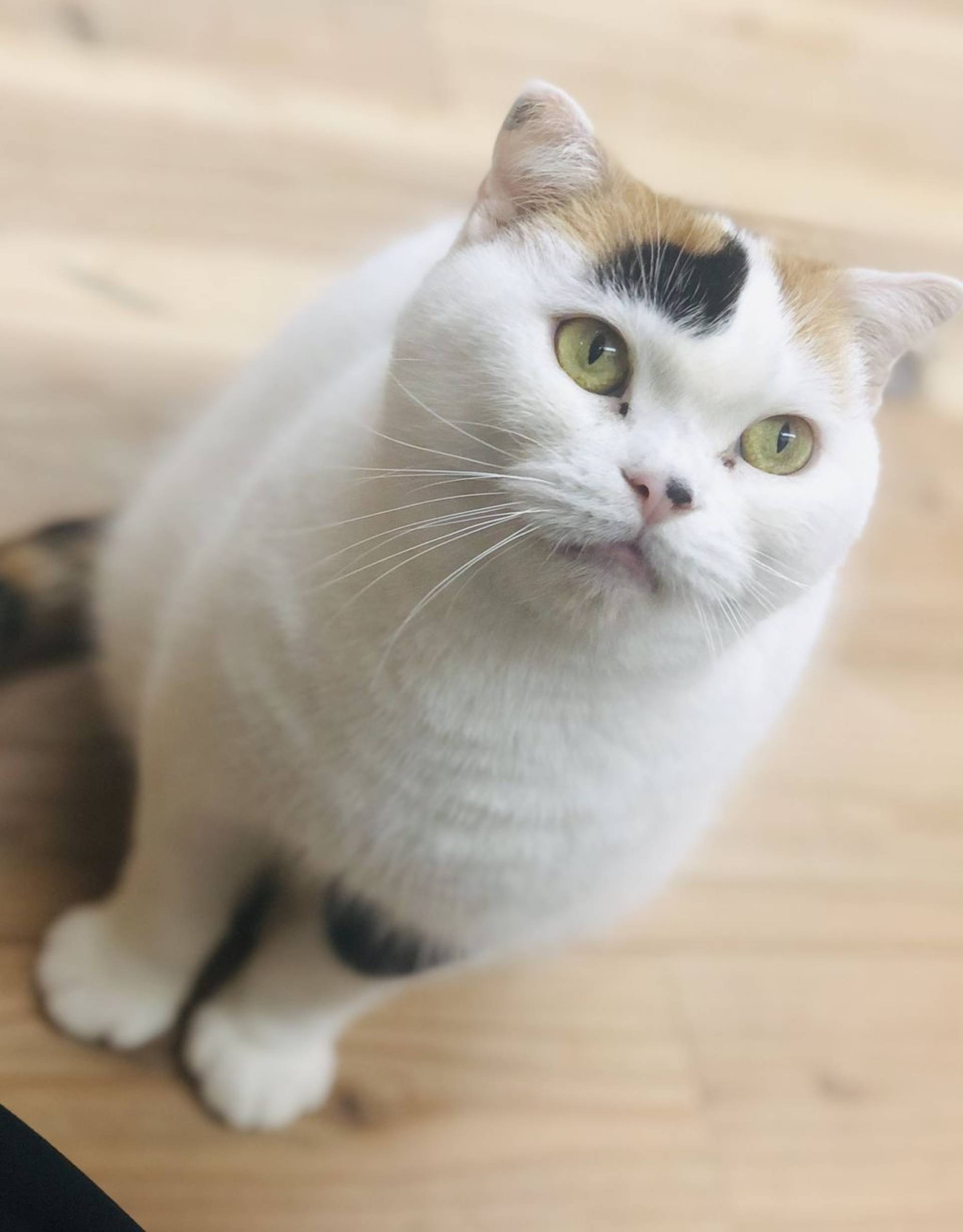 スコティッシュフォールド・メスの里親募集の写真