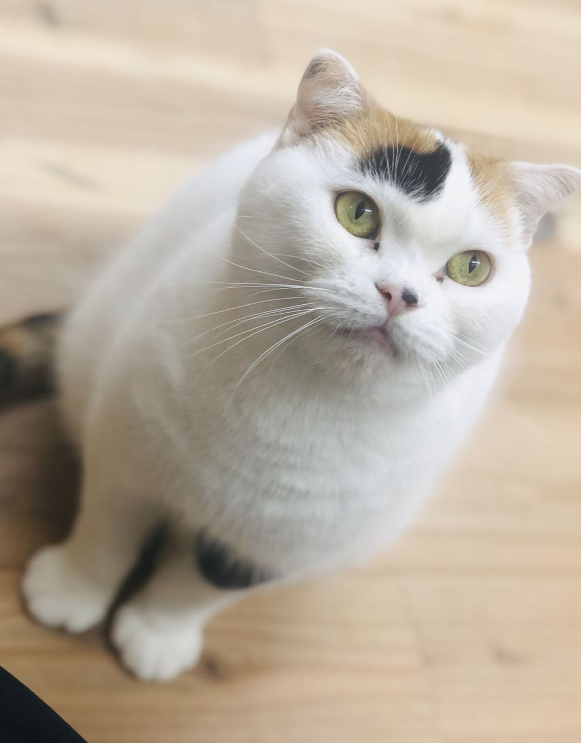 スコティッシュフォールド・メスの里親募集の写真
