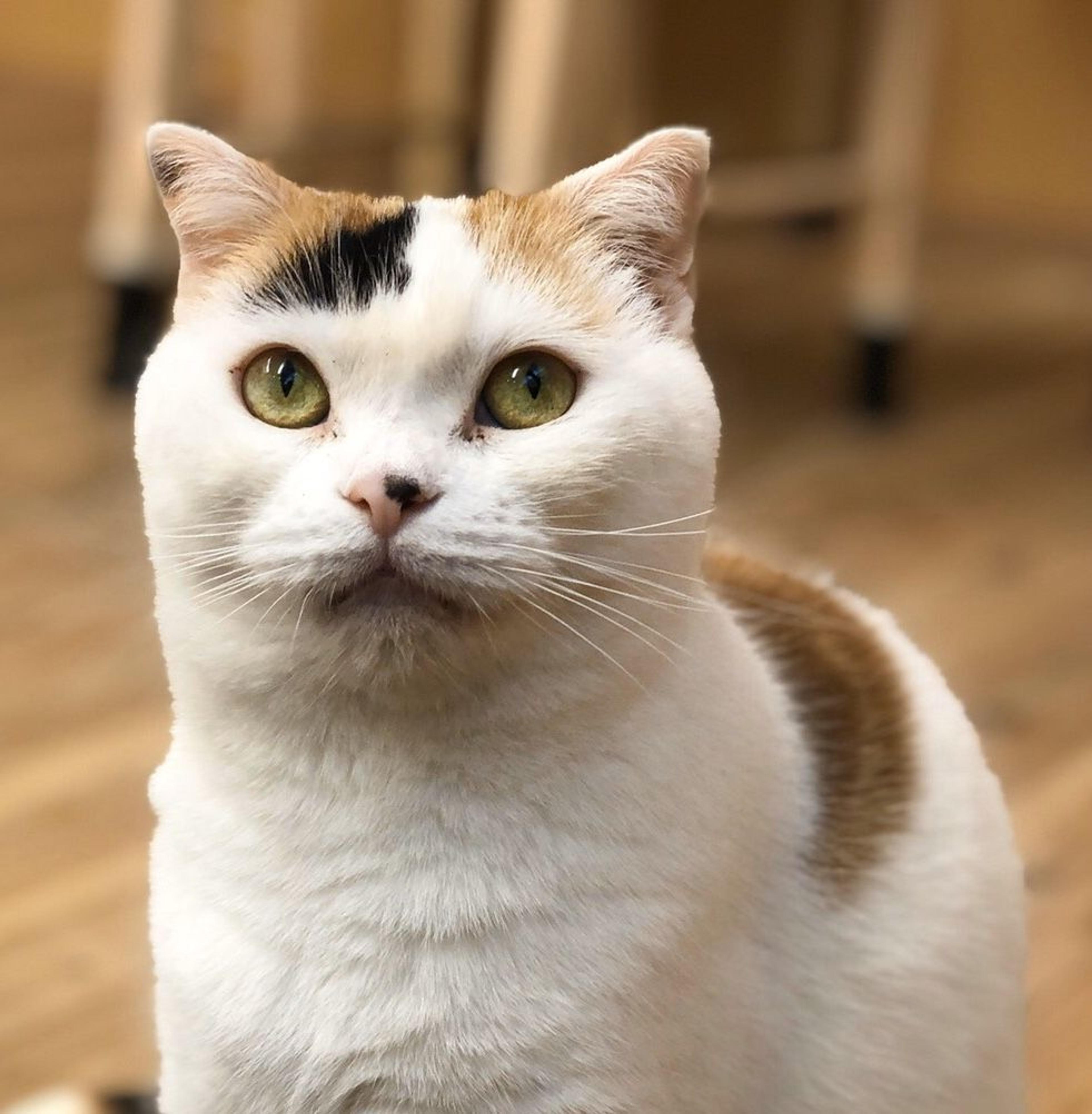 pet-image-2
