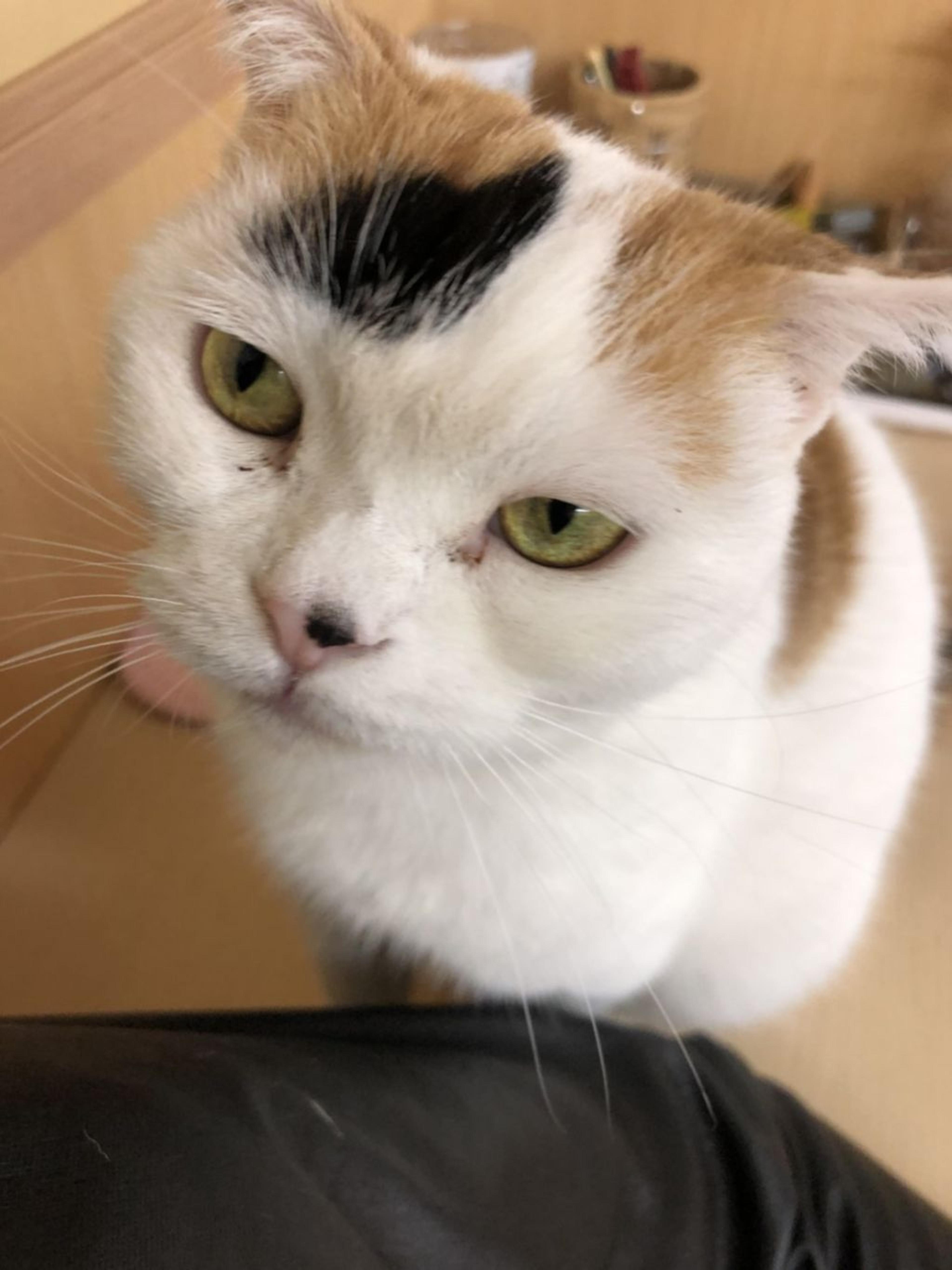 pet-image-3