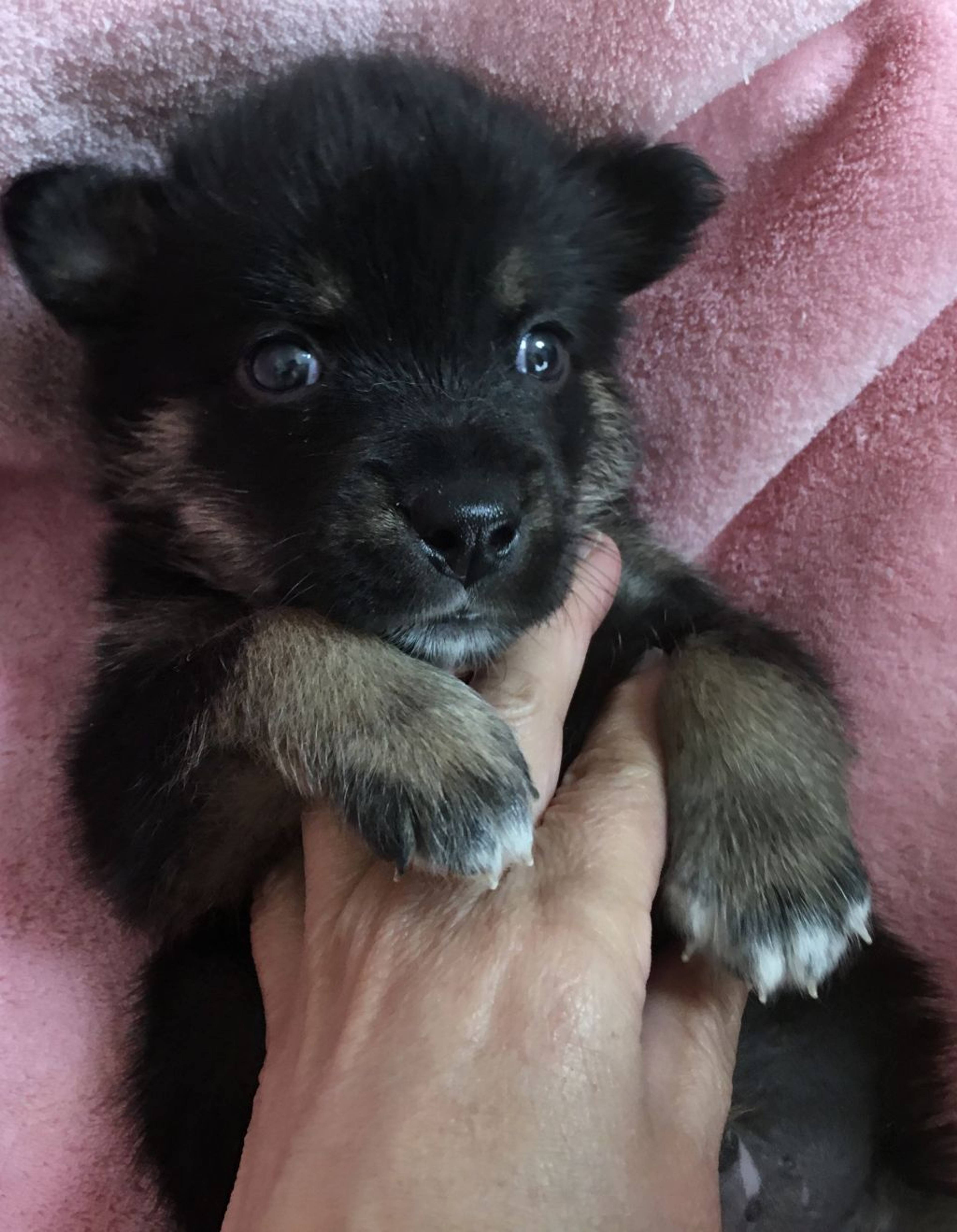 雑種（ミックス犬）・オスの里親募集の写真