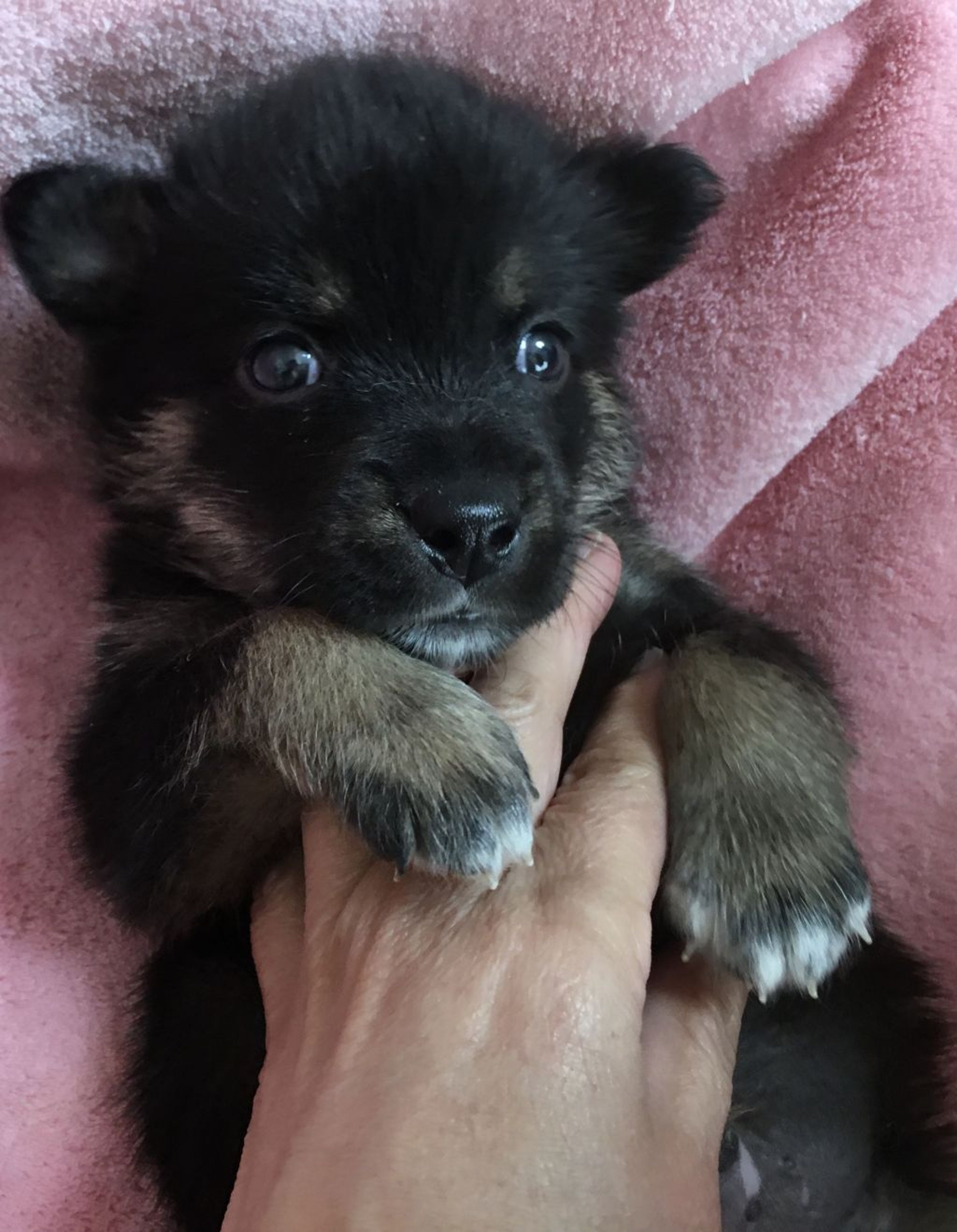 雑種（ミックス犬）・オスの里親募集の写真