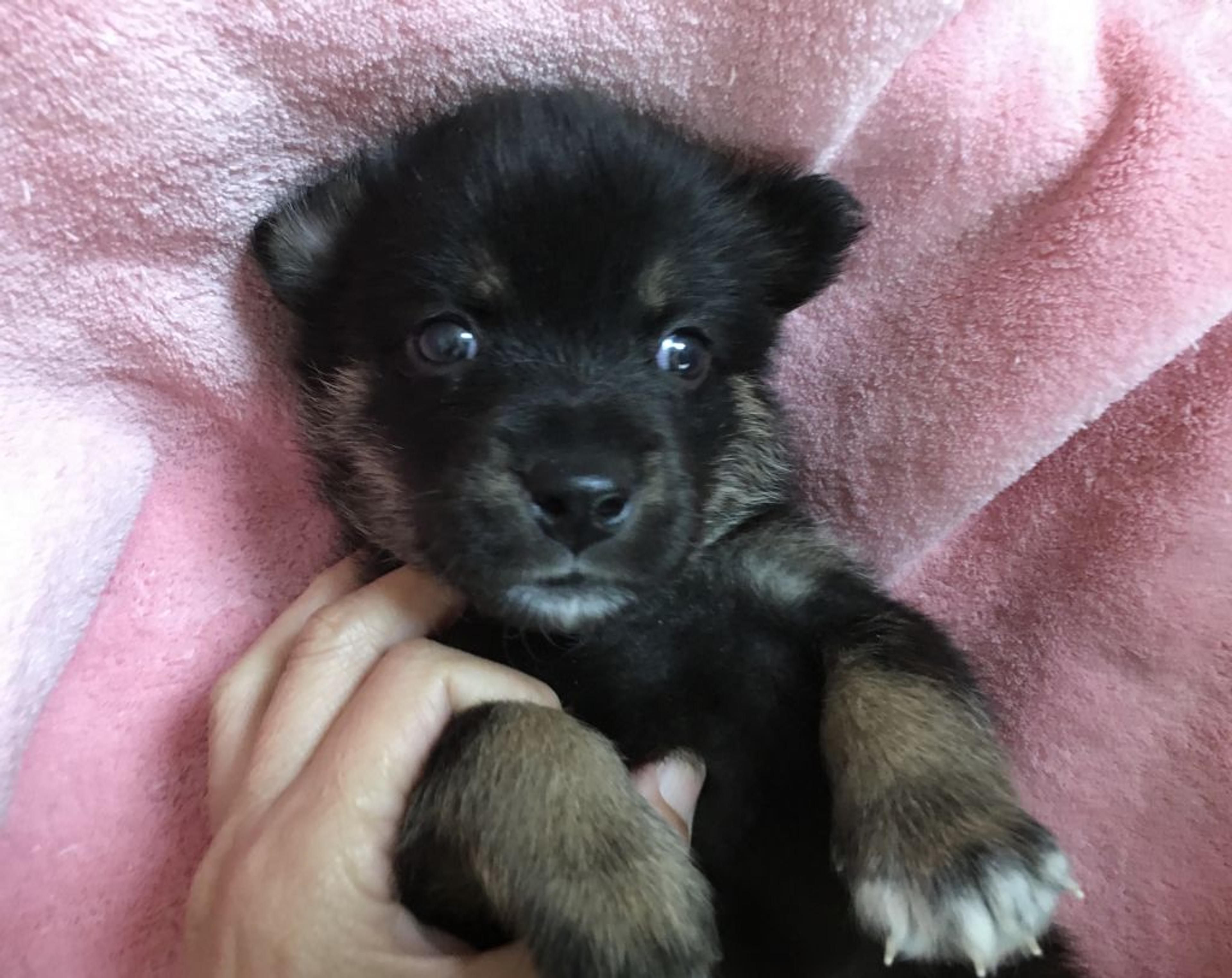 pet-image-3