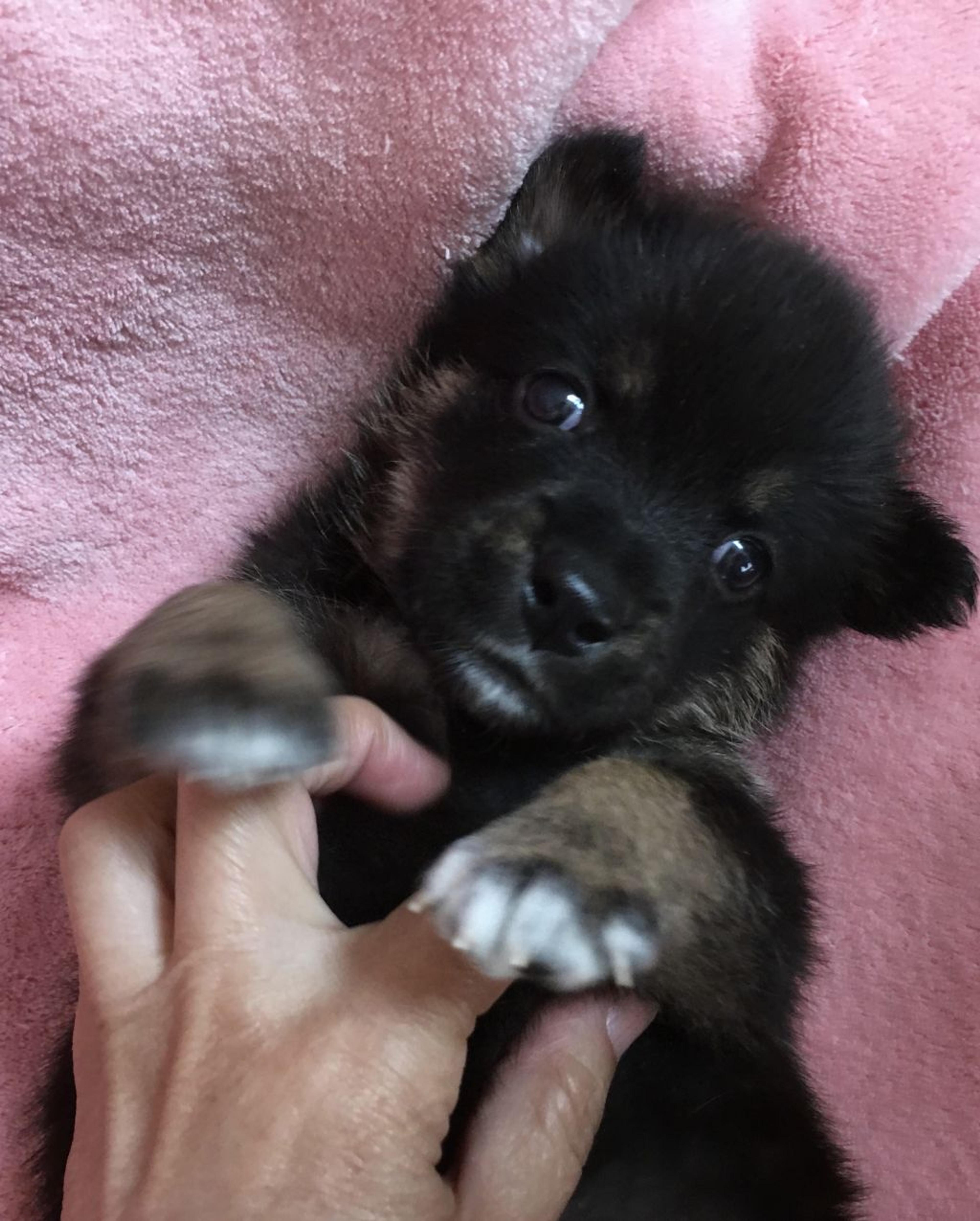 pet-image-4
