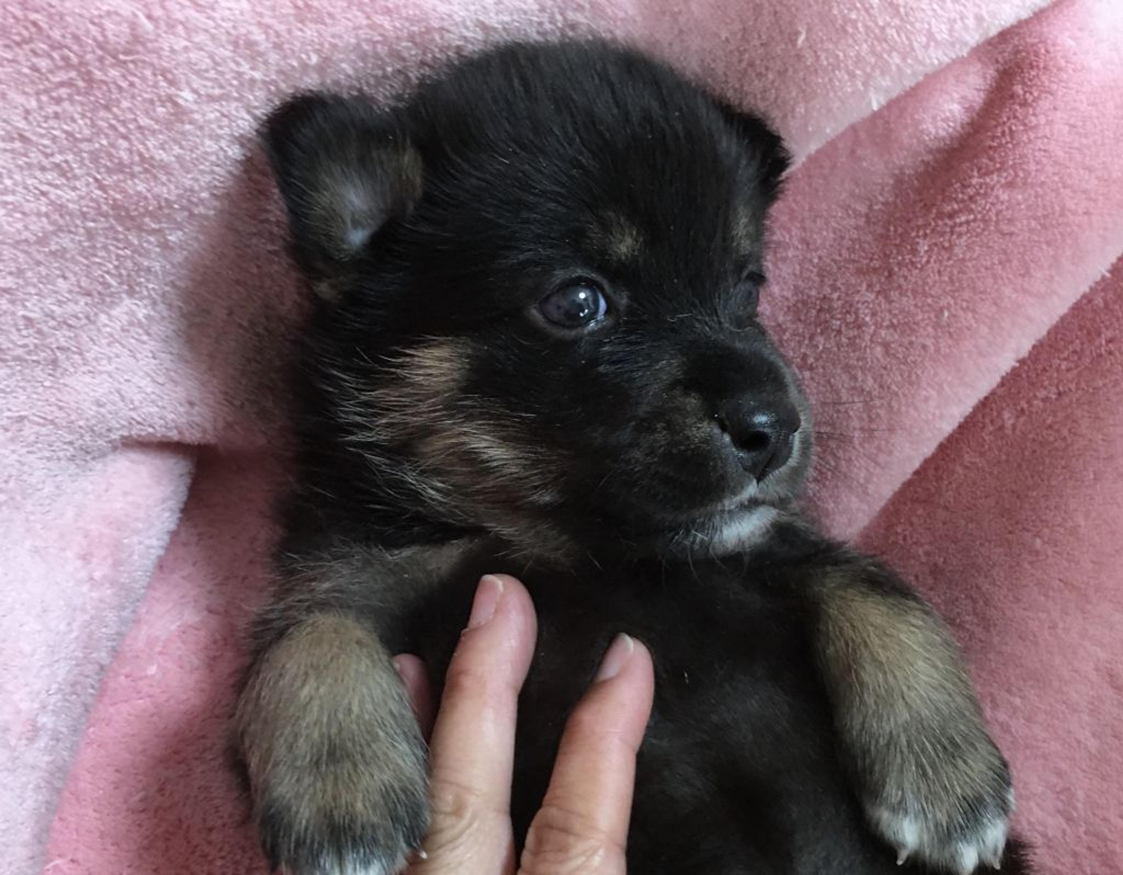 pet-image-2