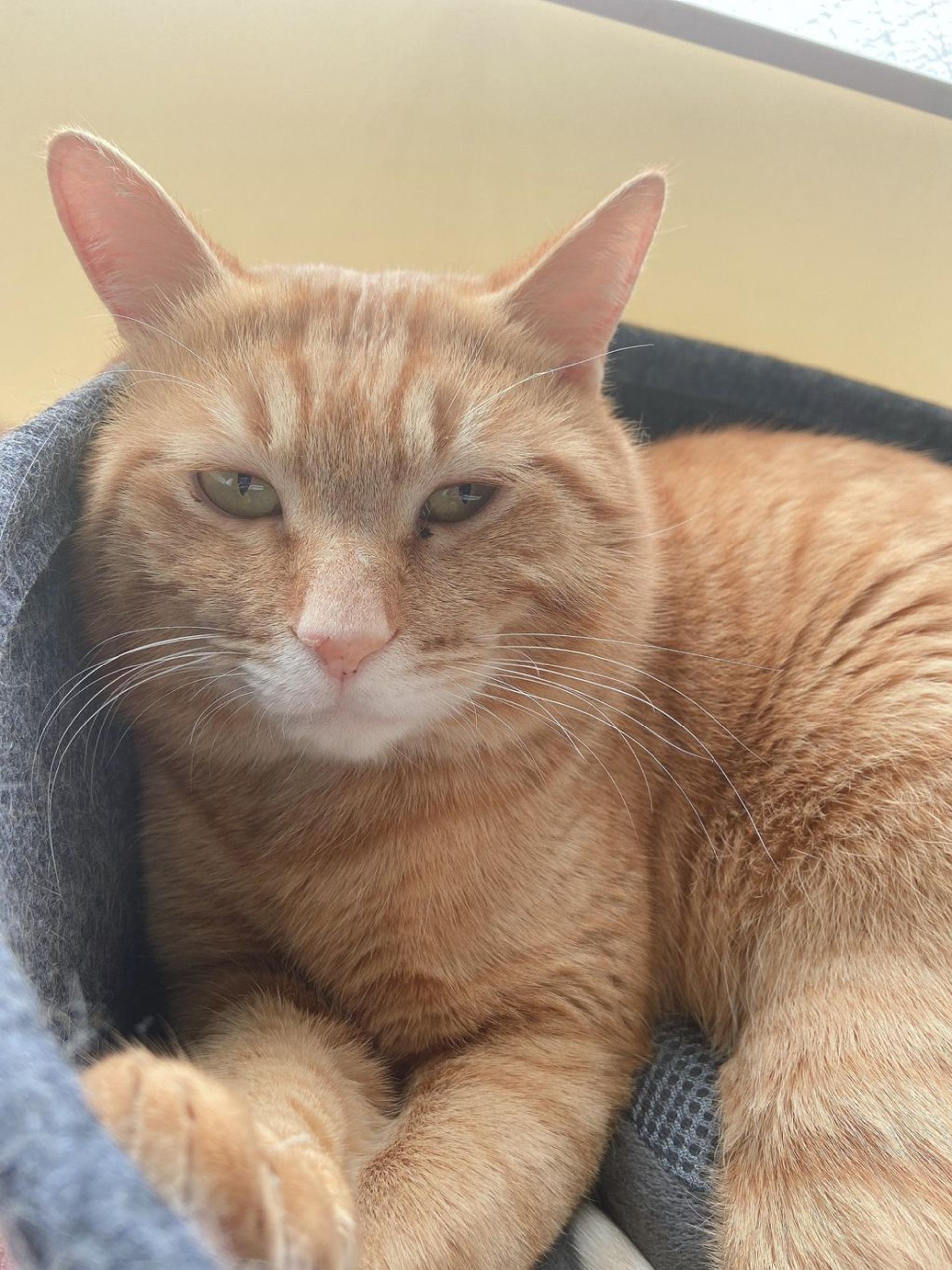 pet-image-2