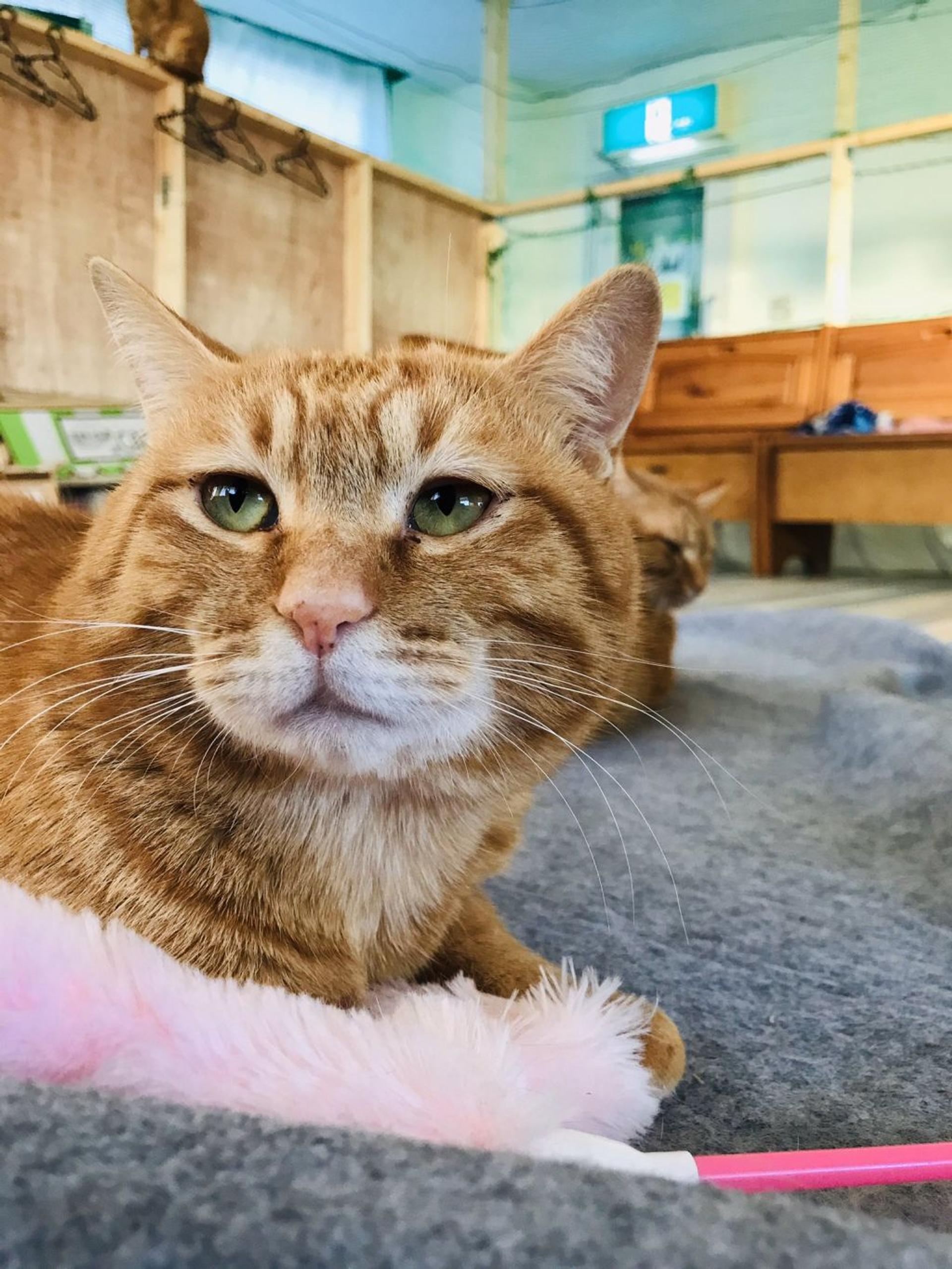pet-image-3