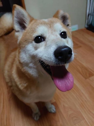 蘭ちゃんの写真