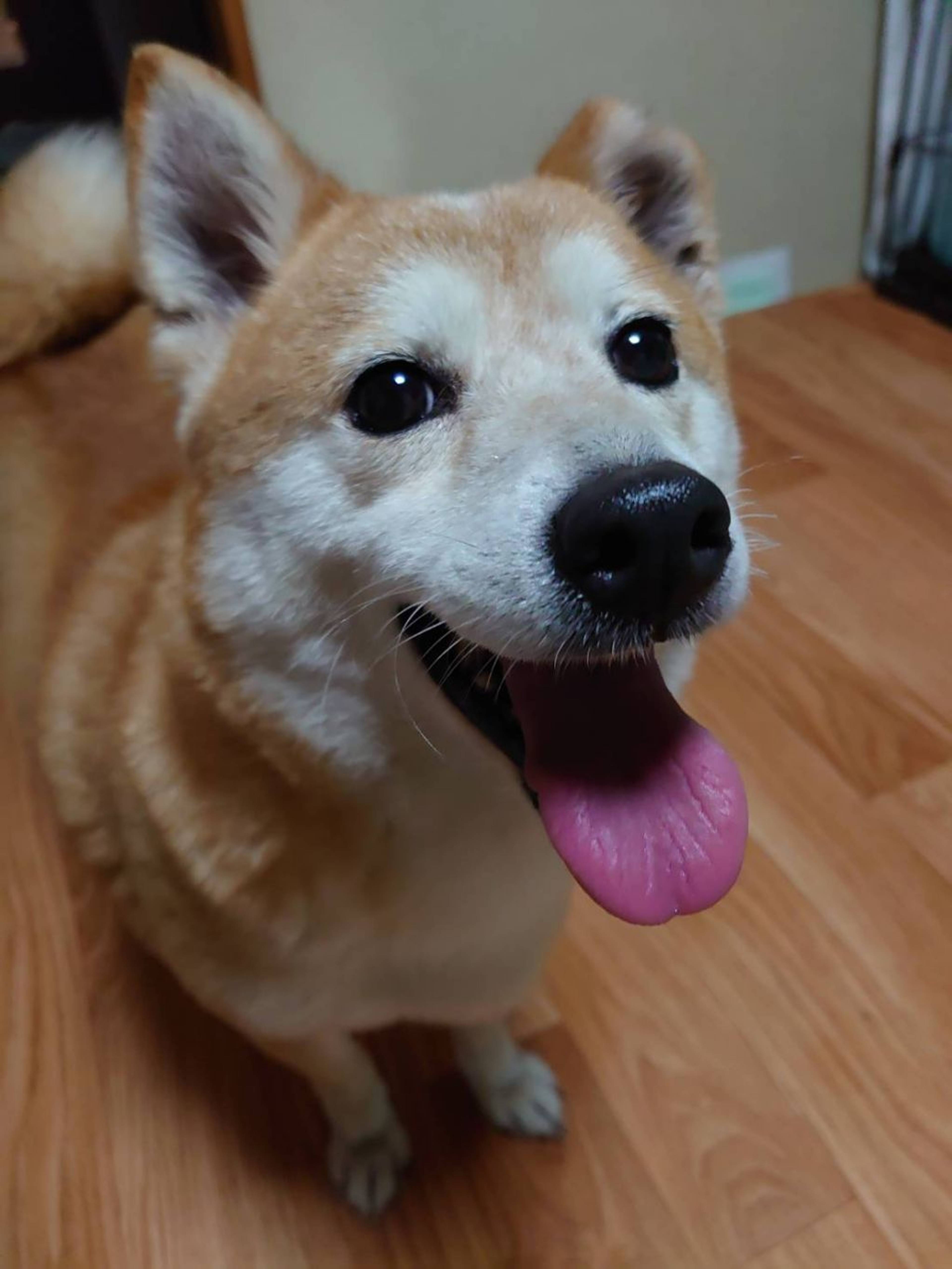柴犬・メスの里親募集の写真