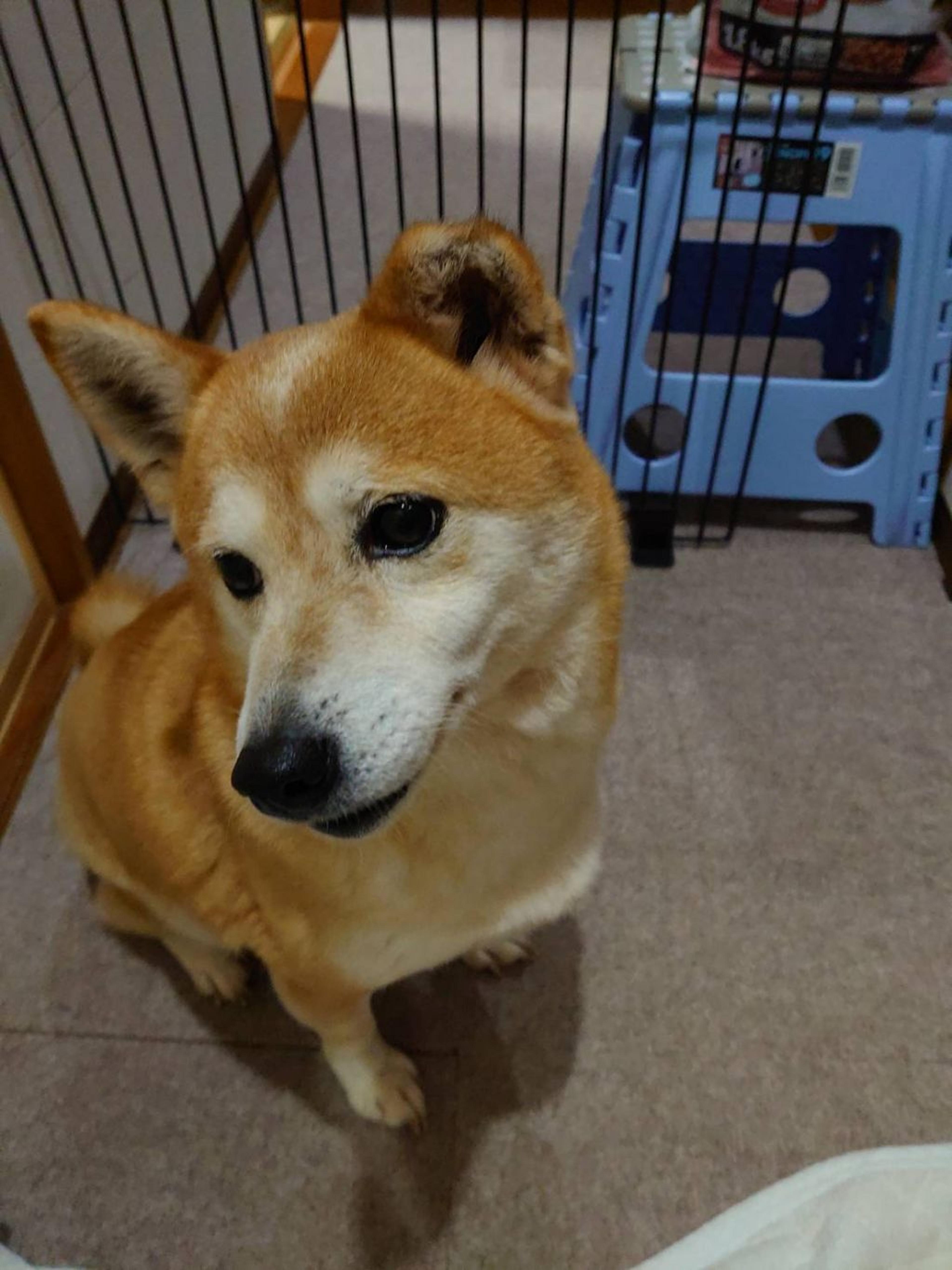 pet-image-4