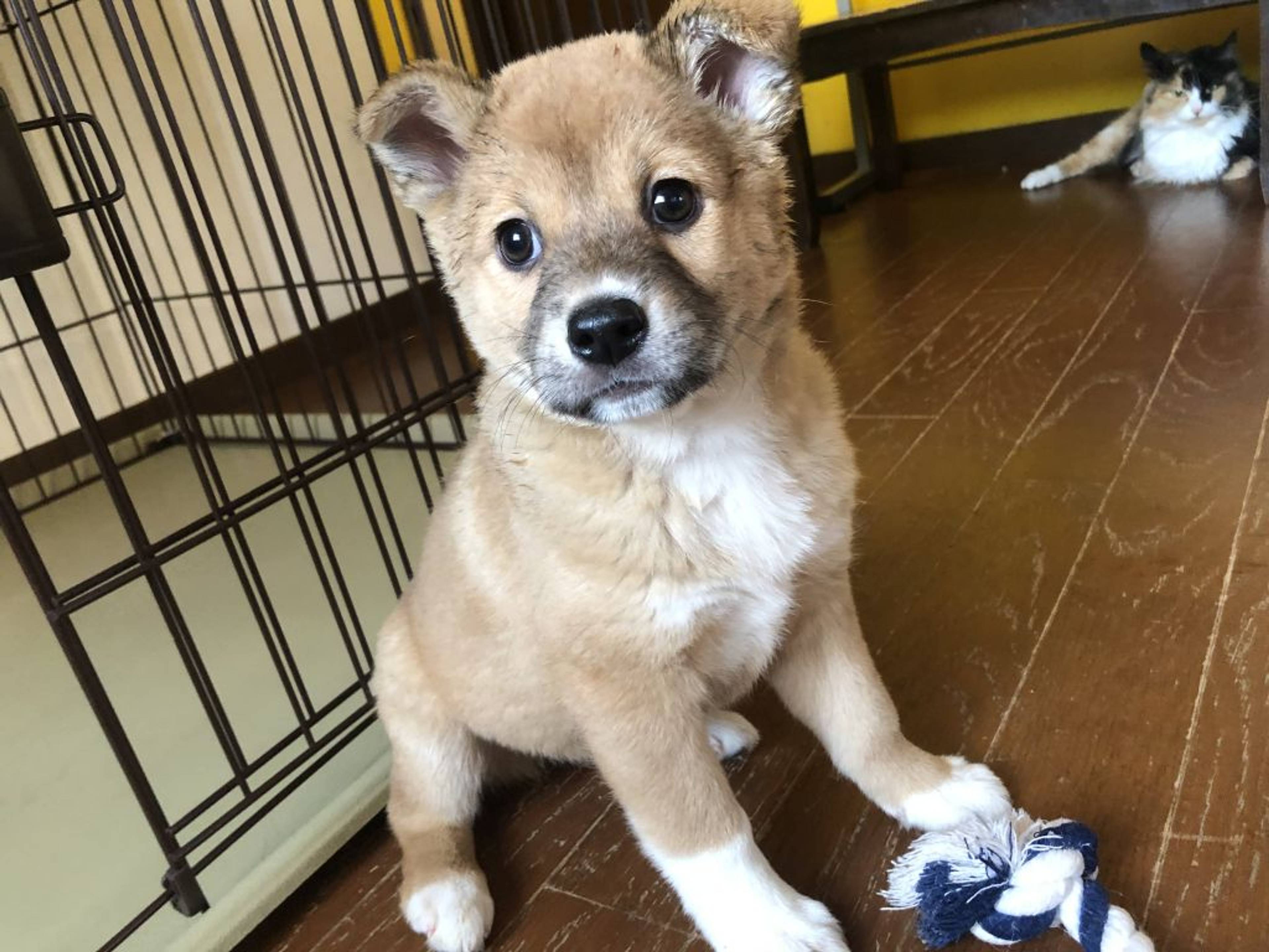 雑種（ミックス犬）・メスの里親募集の写真