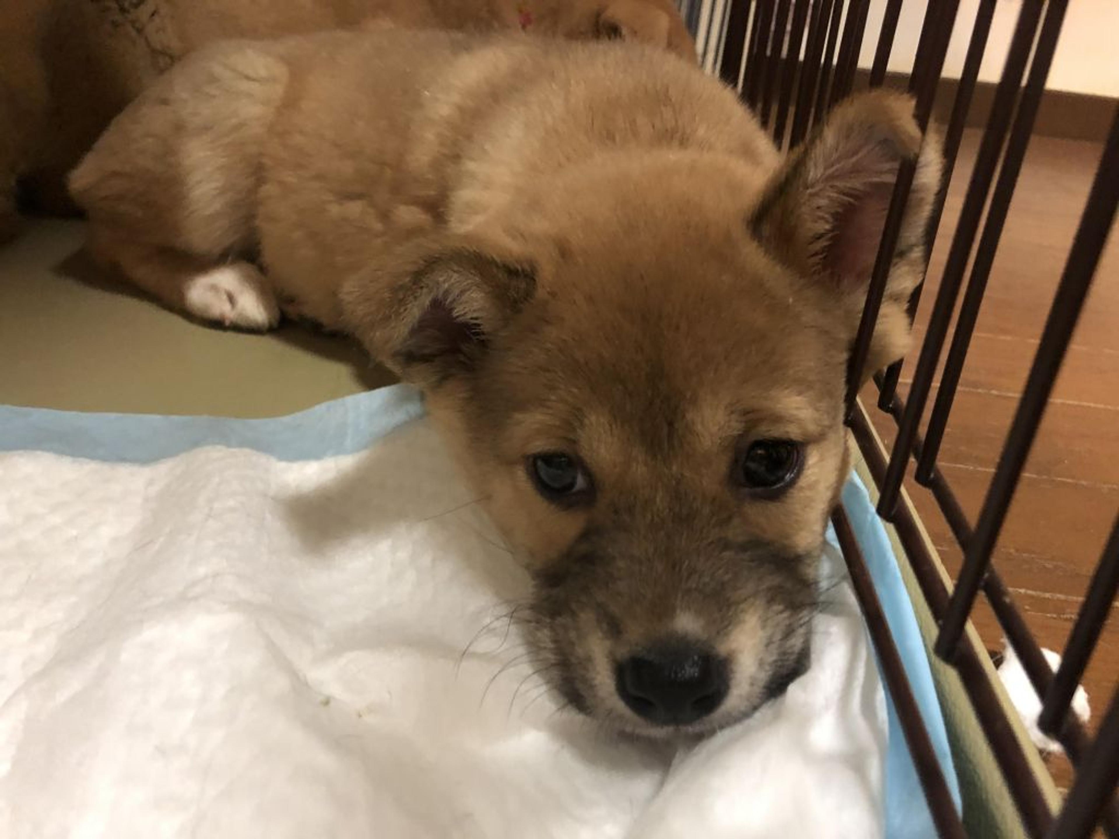 pet-image-3