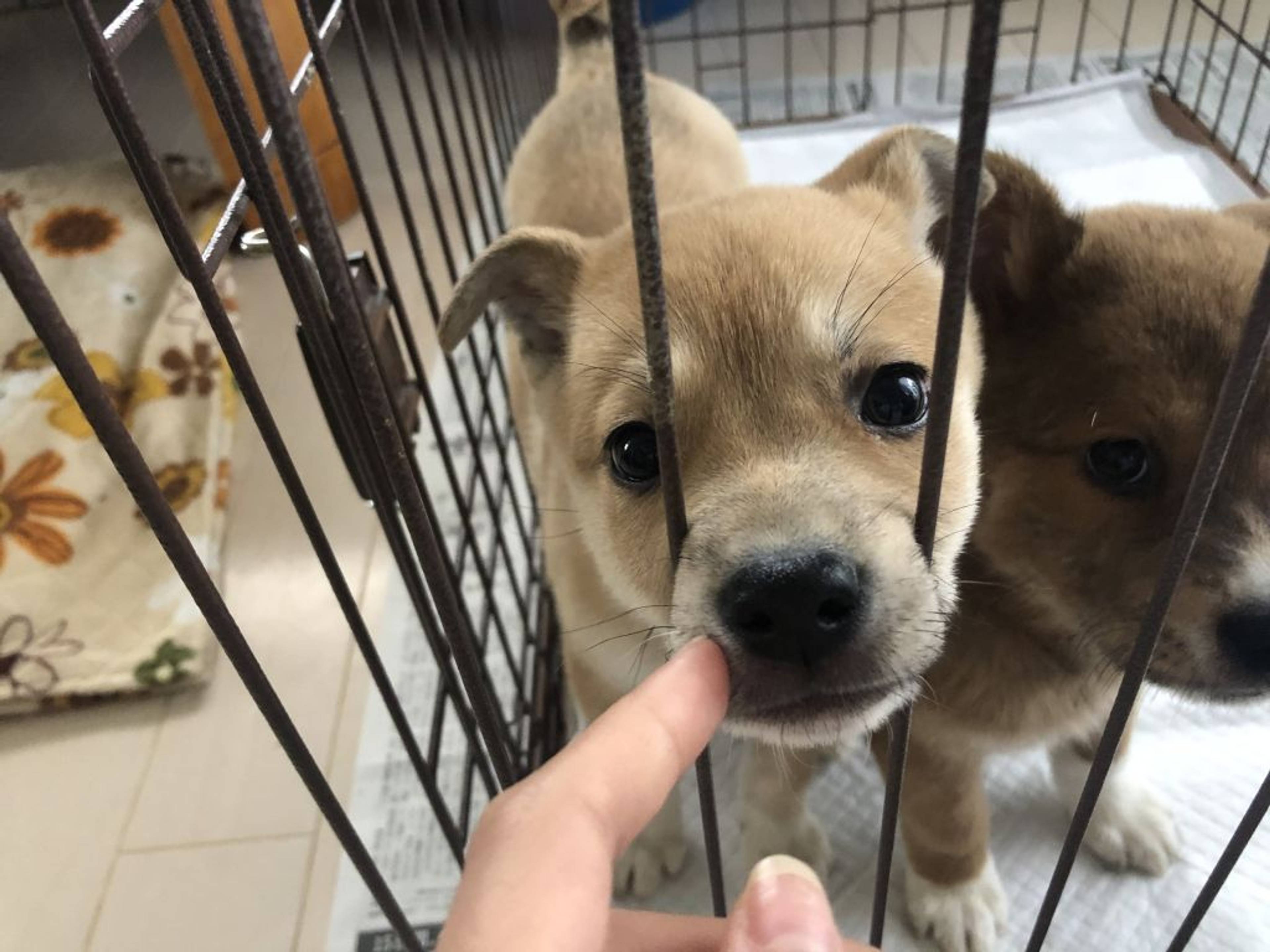 雑種（ミックス犬）・メスの里親募集の写真