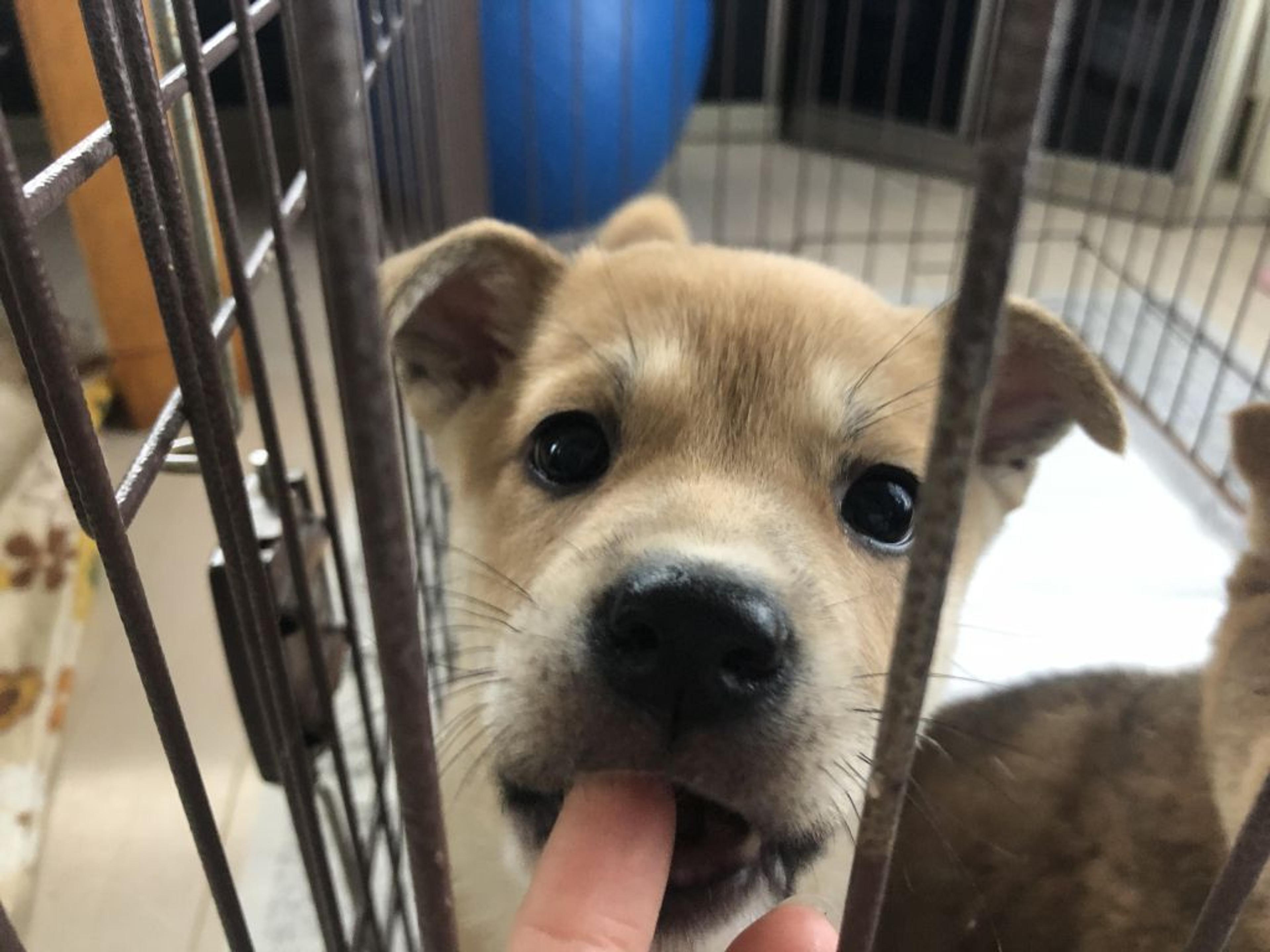 pet-image-2