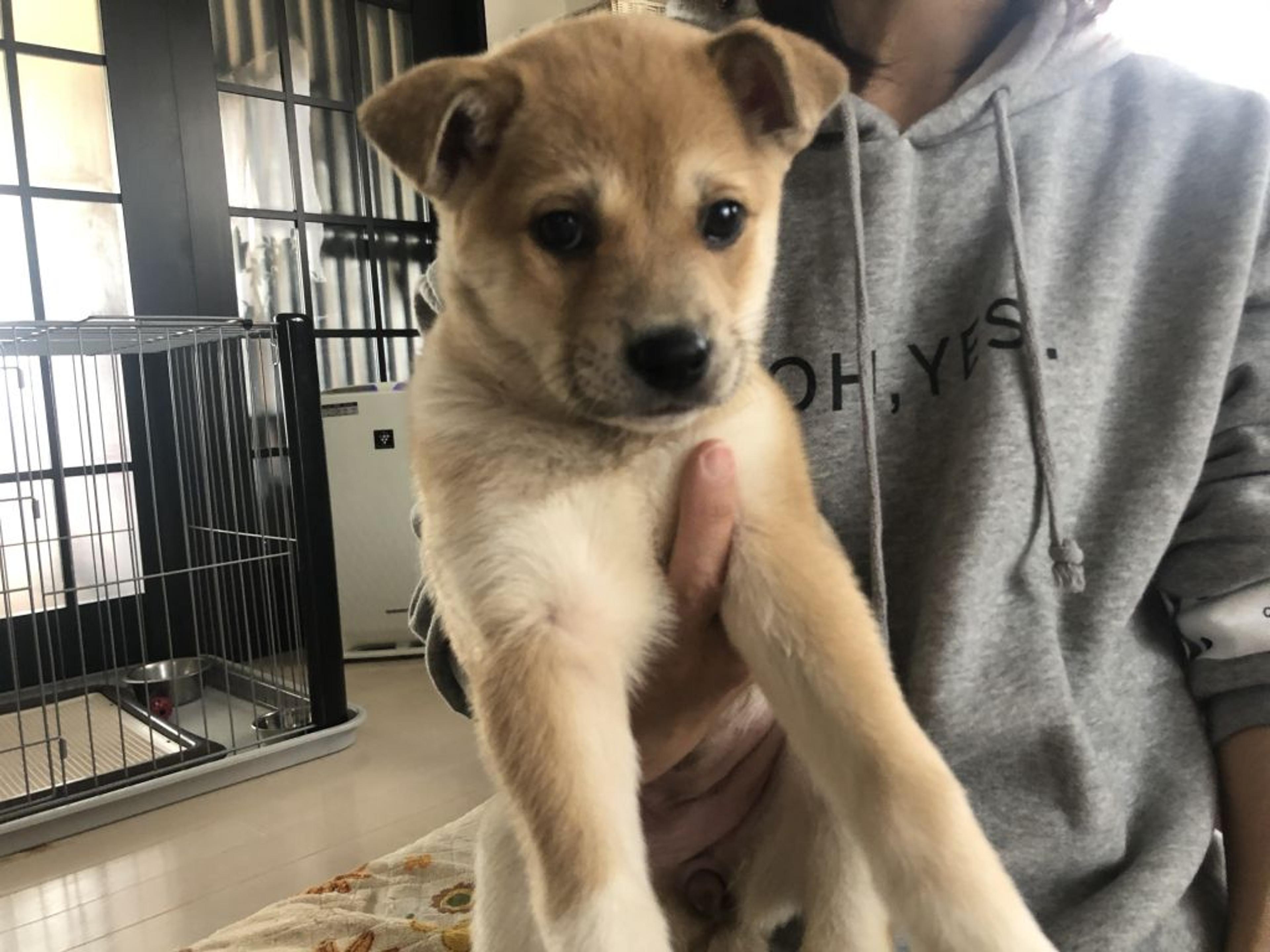pet-image-3