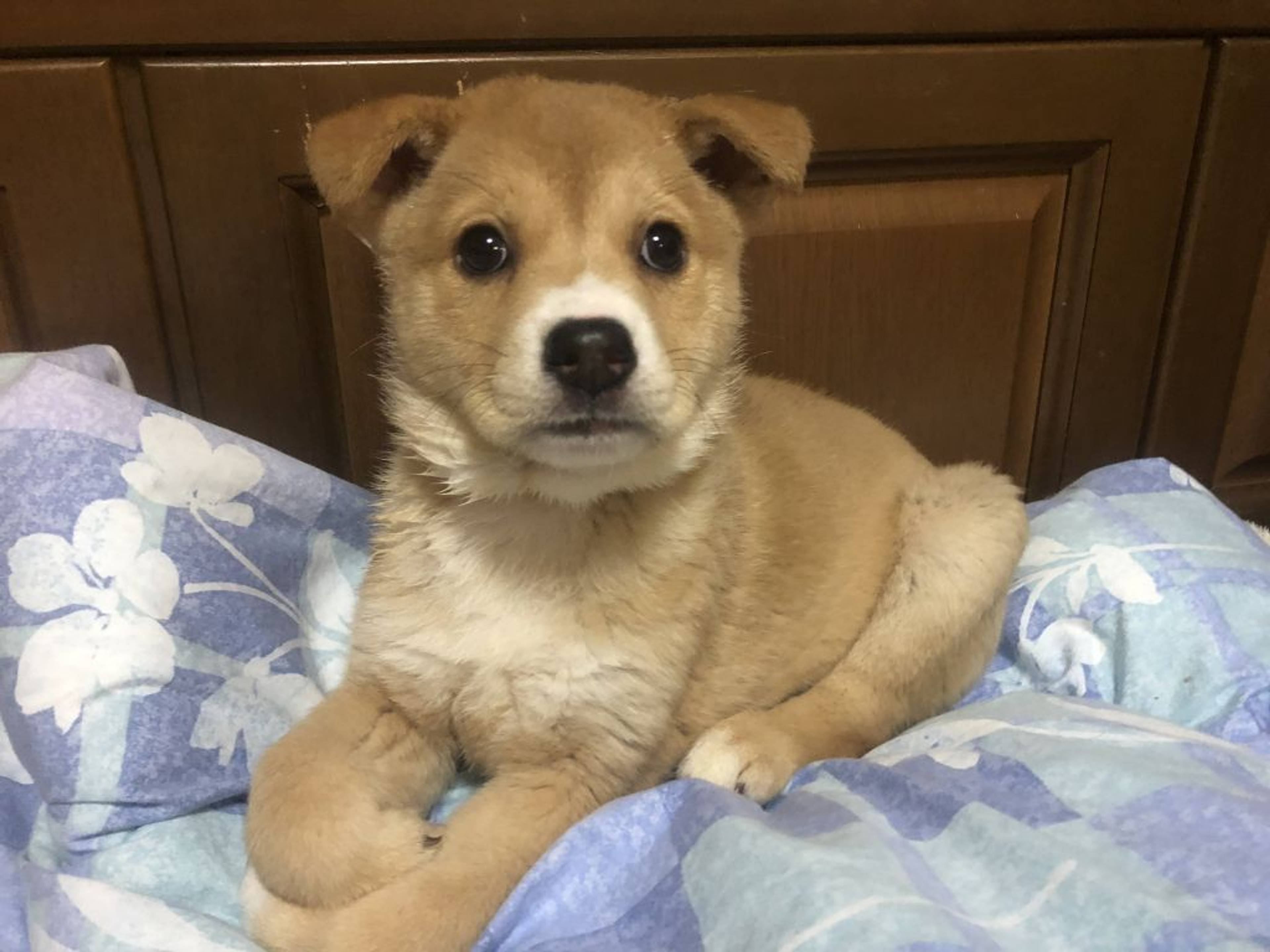 雑種（ミックス犬）・メスの里親募集の写真