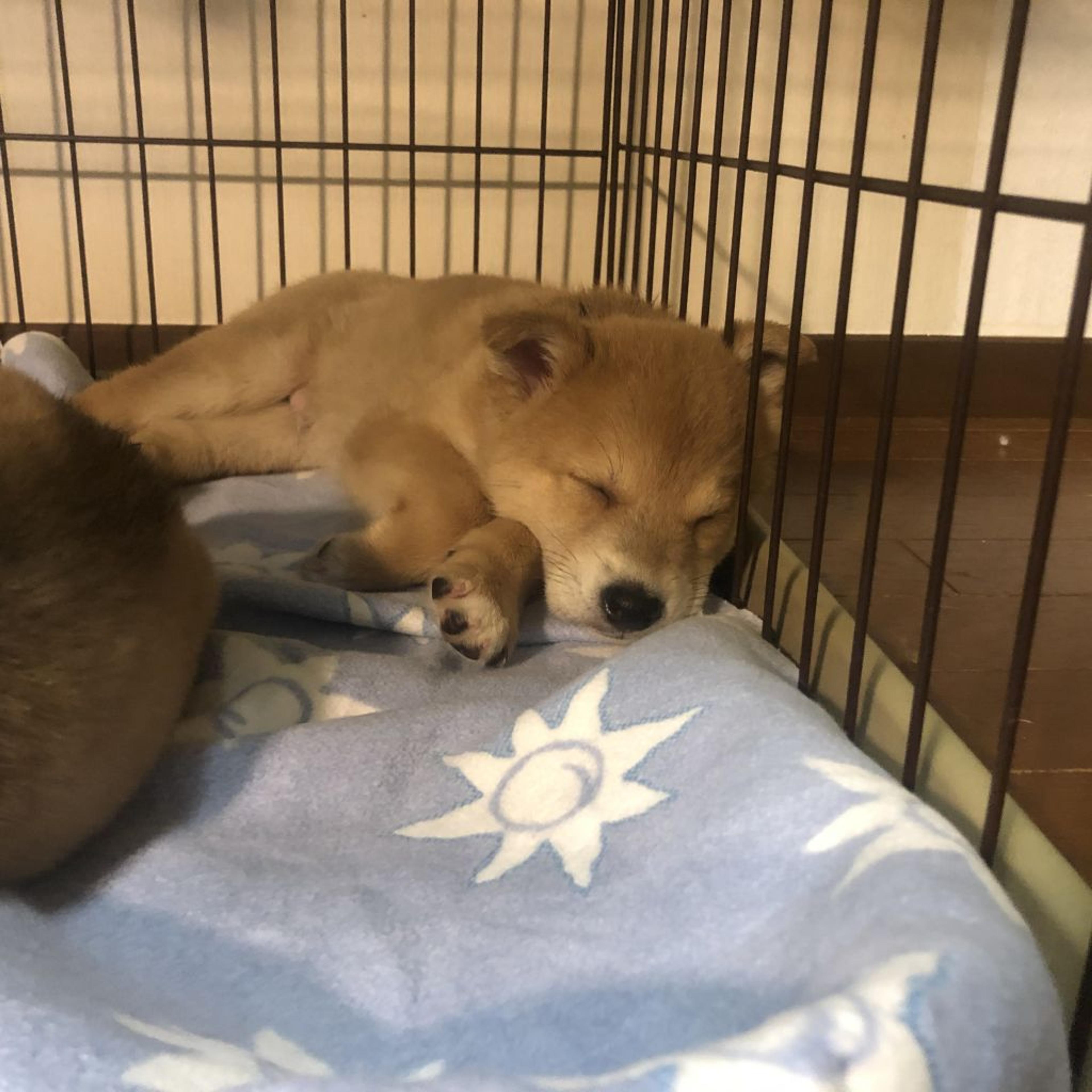 pet-image-3