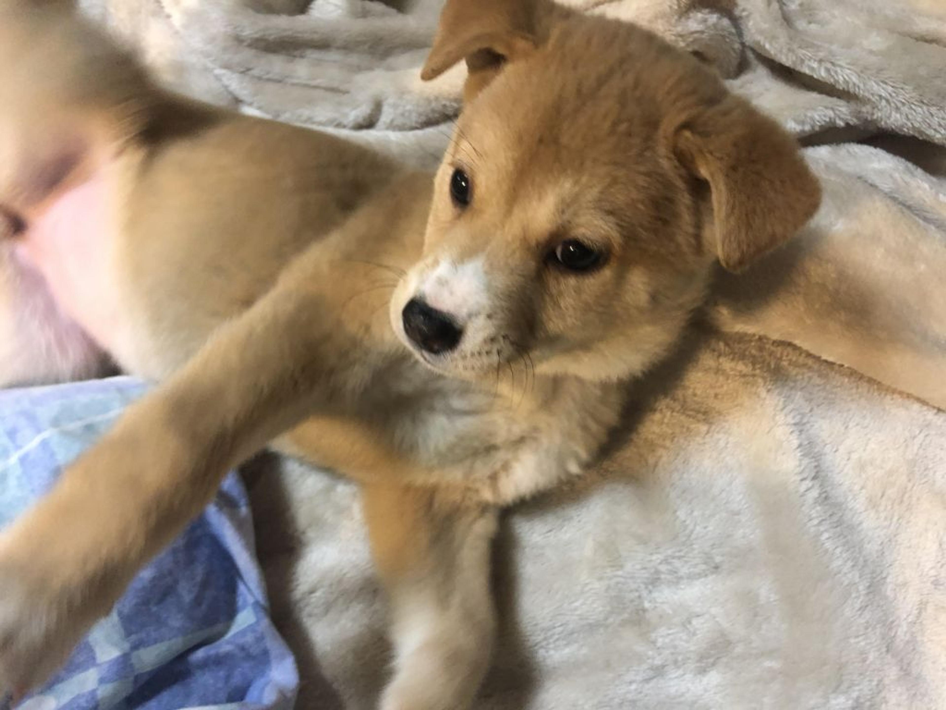 pet-image-4