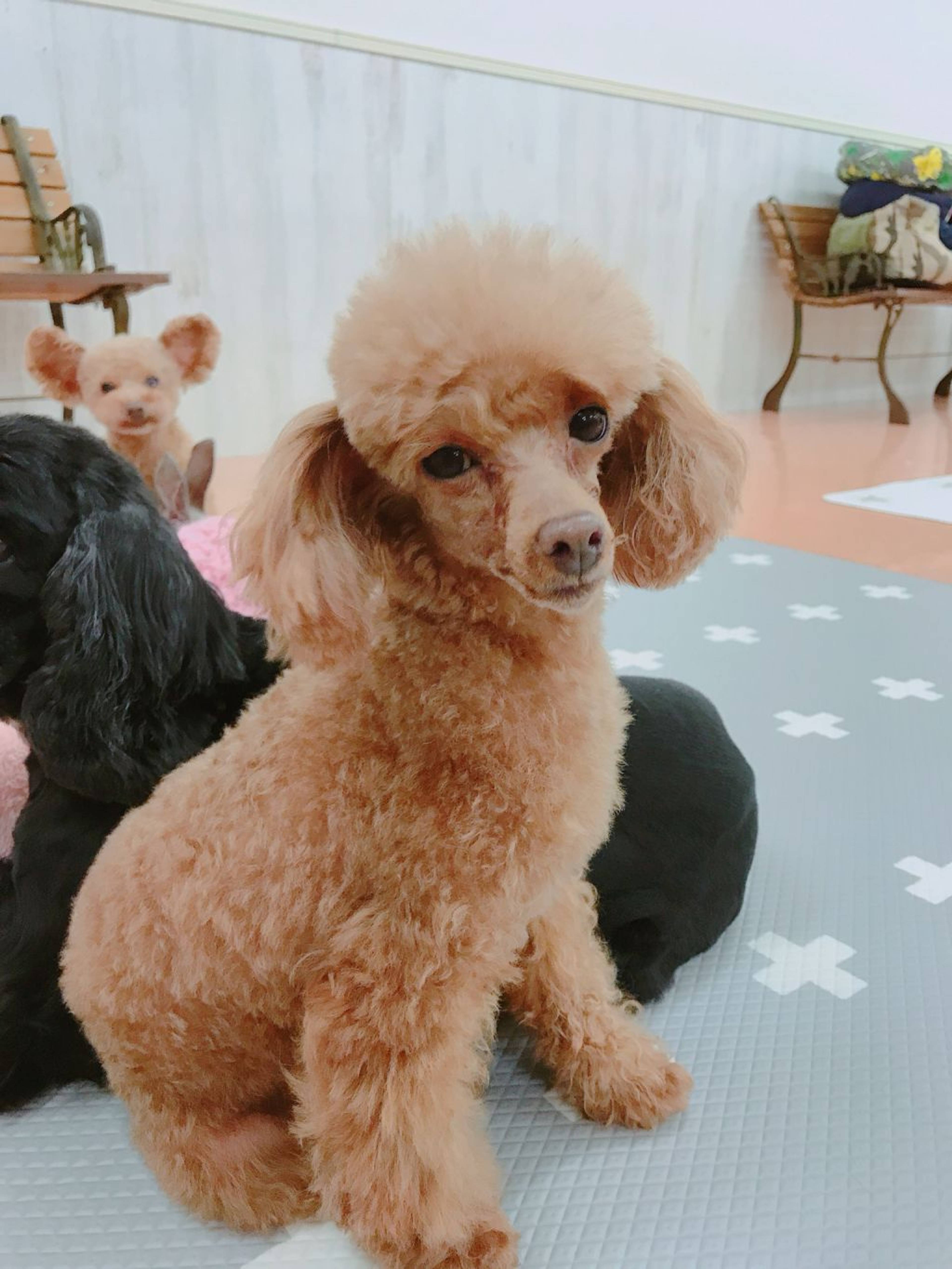 トイプードル・メスの里親募集の写真