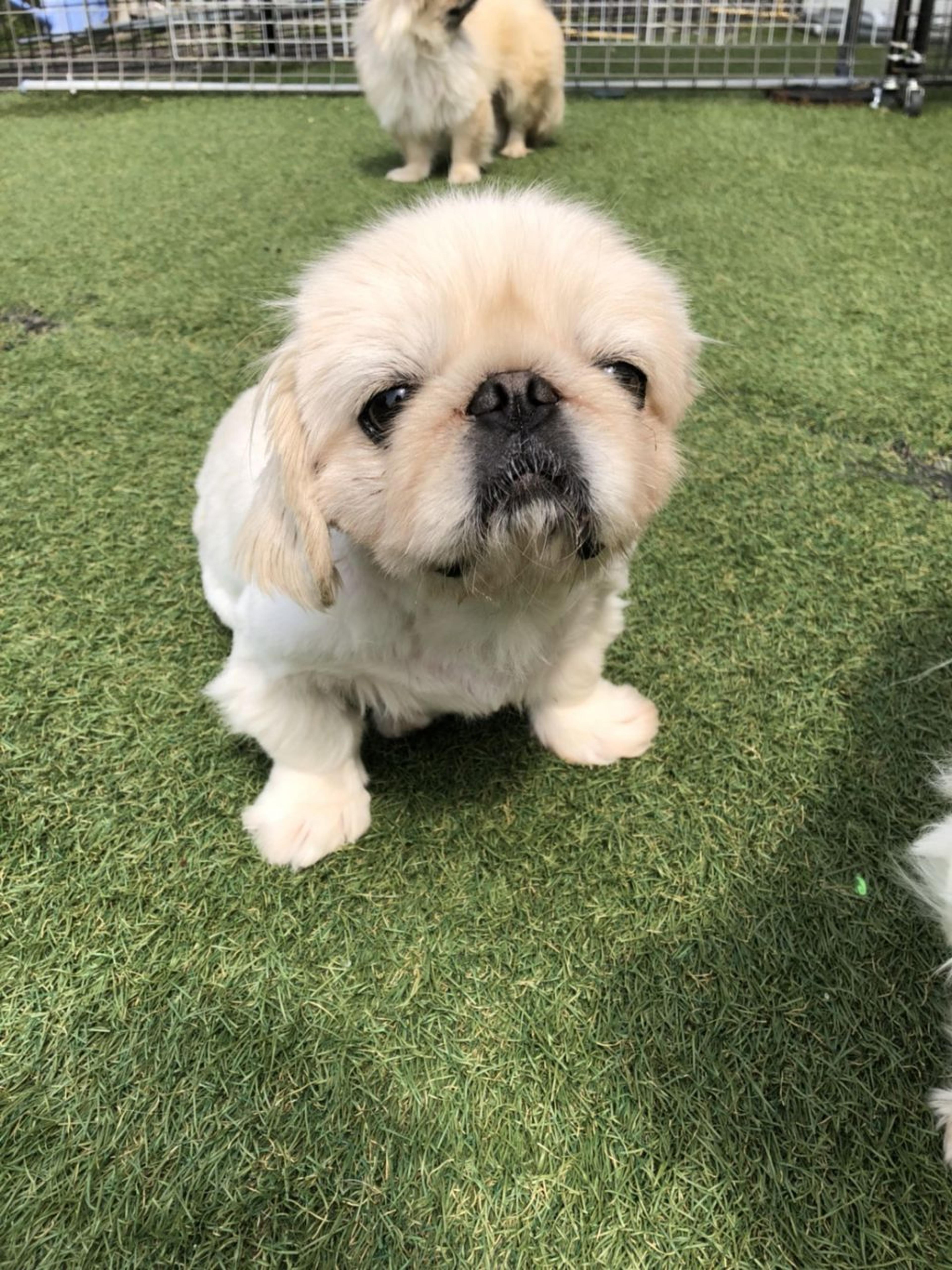 pet-image-2