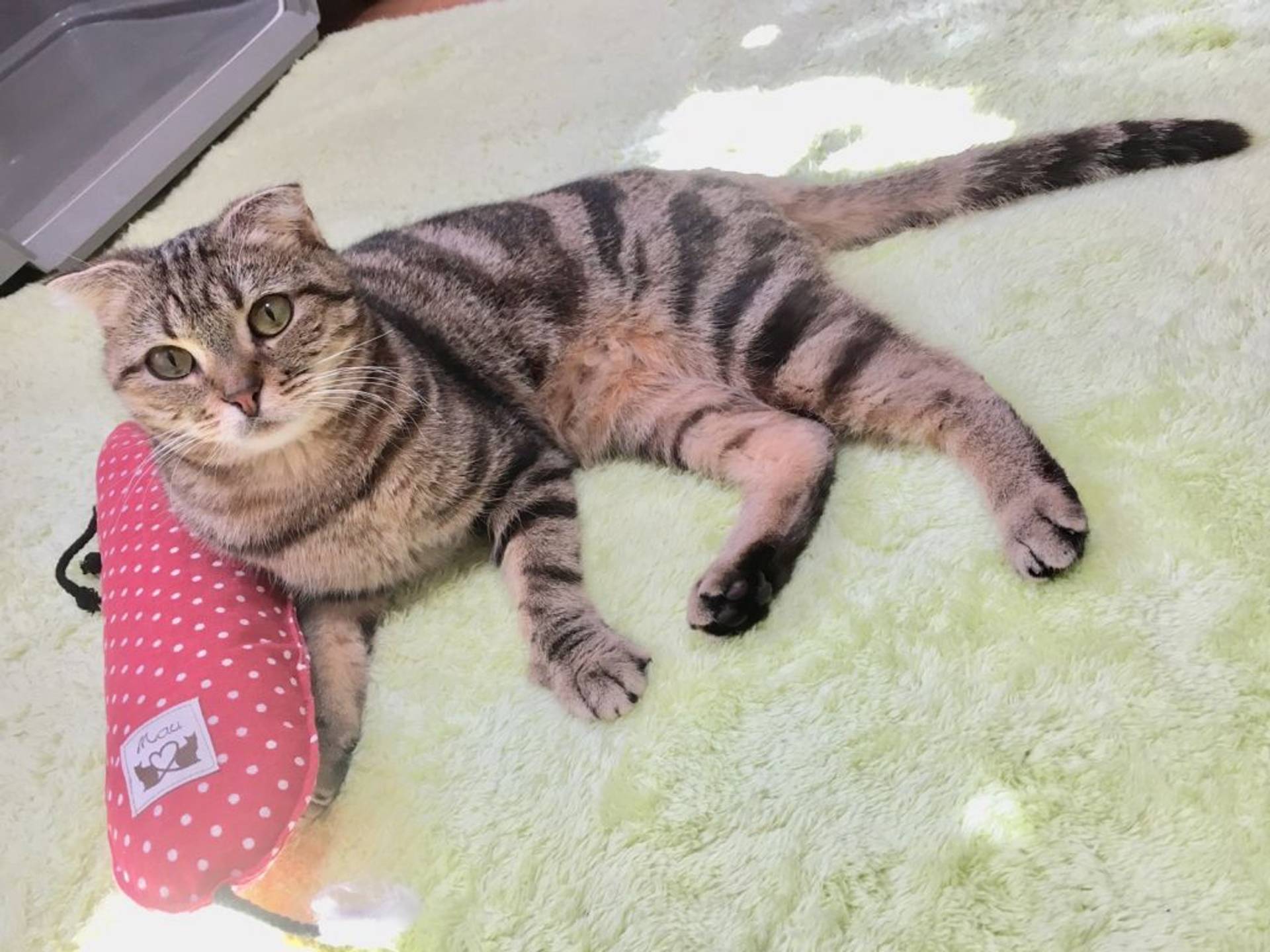 雑種（ミックス猫）・メスの里親募集の写真