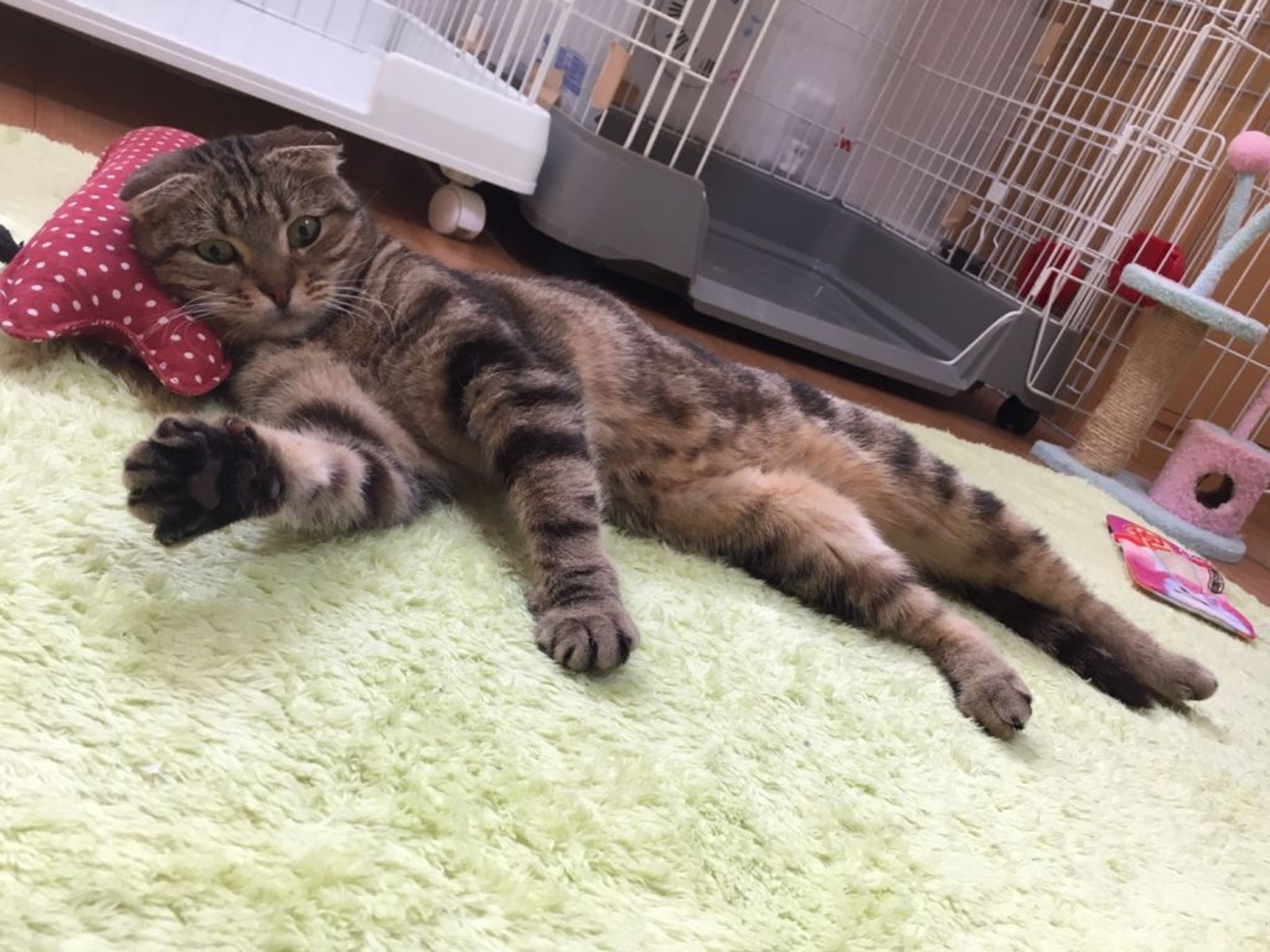 pet-image-2