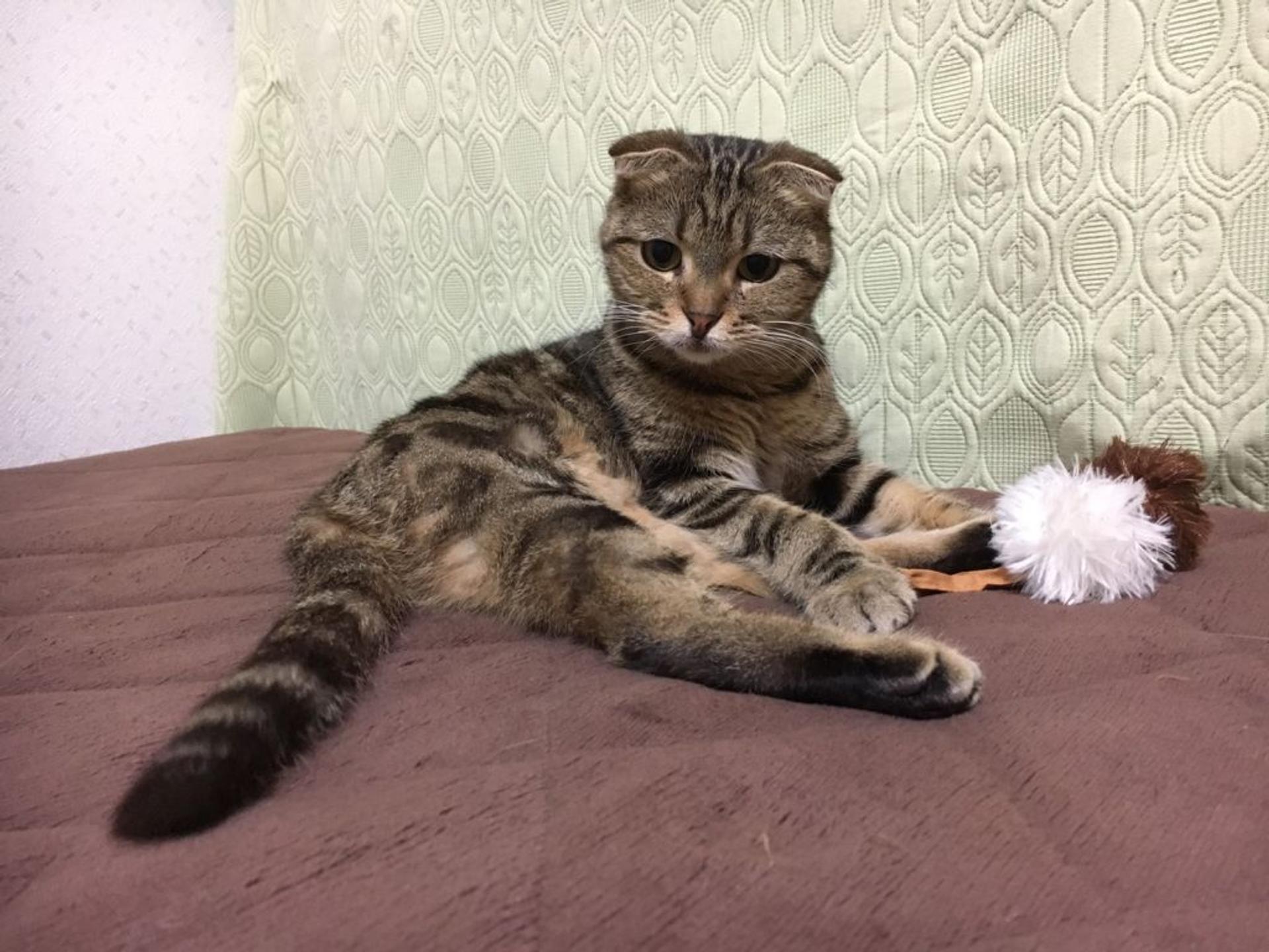 pet-image-3